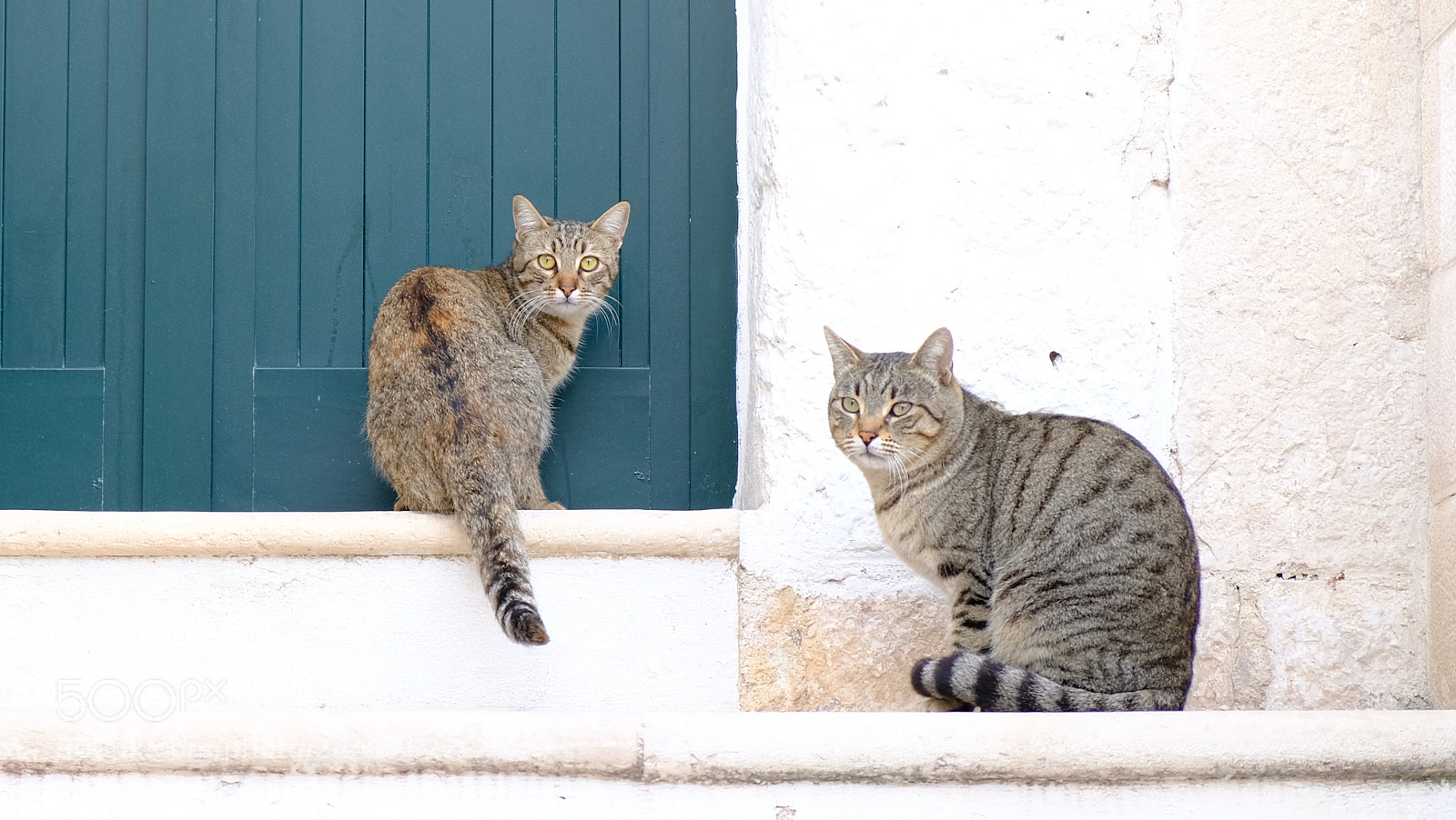 Fujifilm X-T20 sample photo. Cats's peek photography