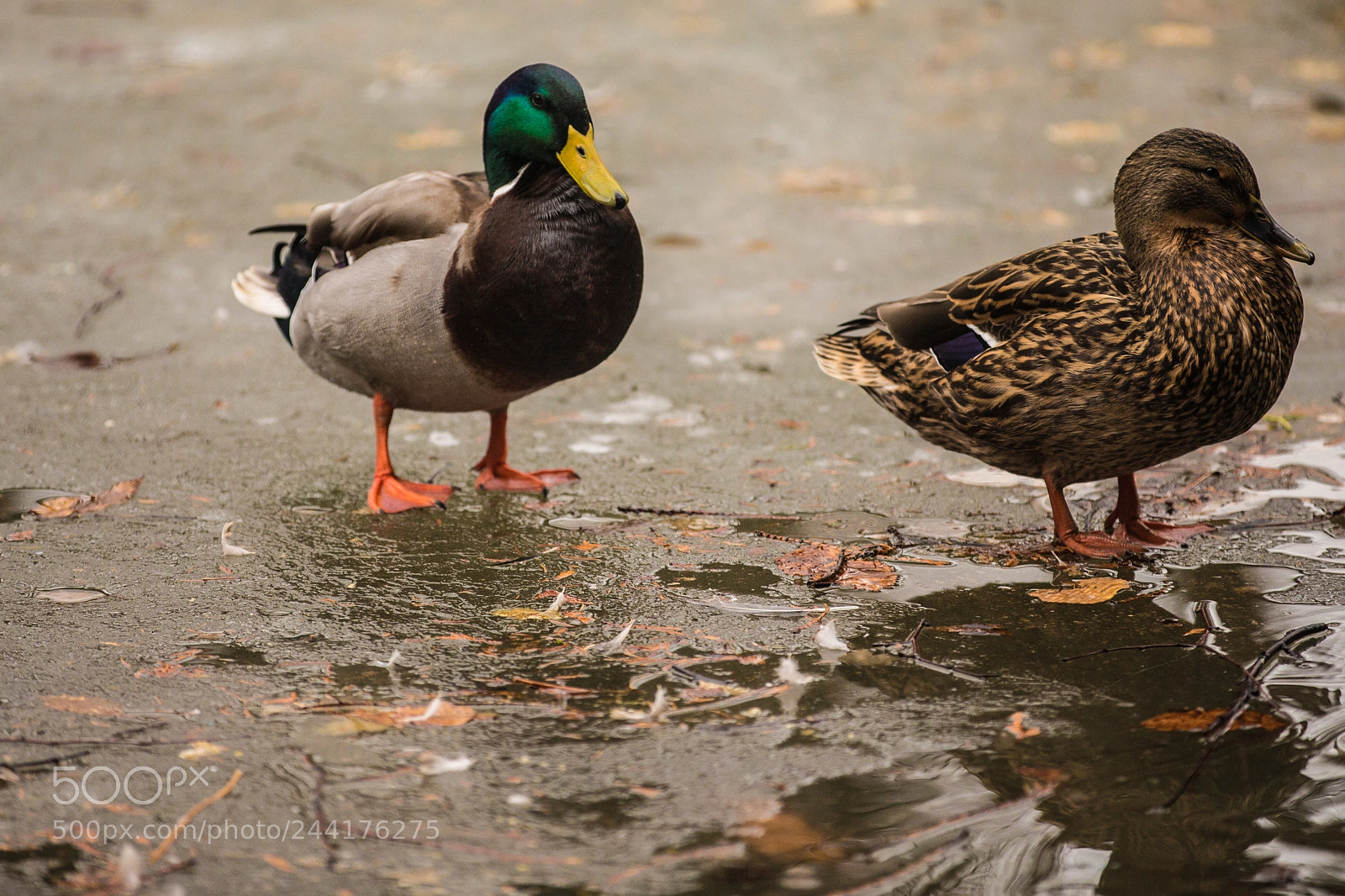 Canon EOS-1D X sample photo. Starving ducks on great photography