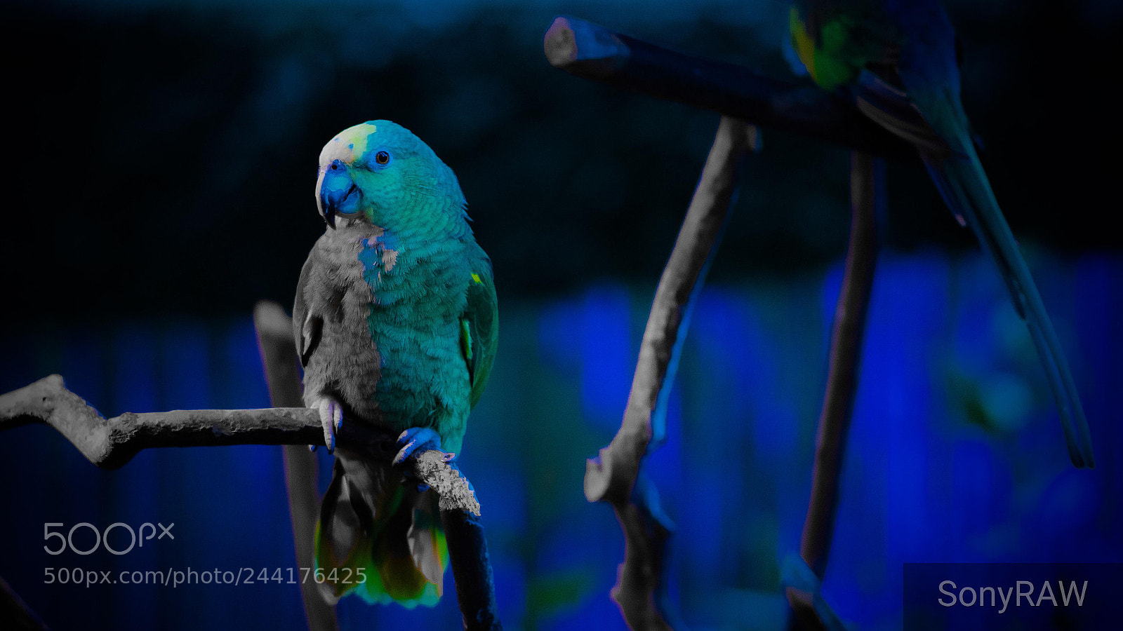 Sony a6500 sample photo. Blue midnight photography