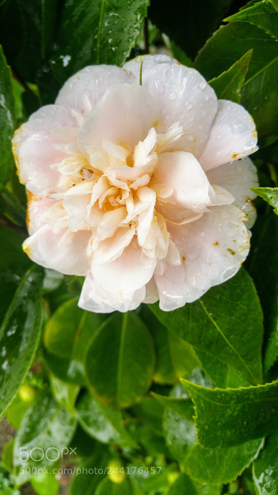 LG G4 sample photo. Camelia blossom photography