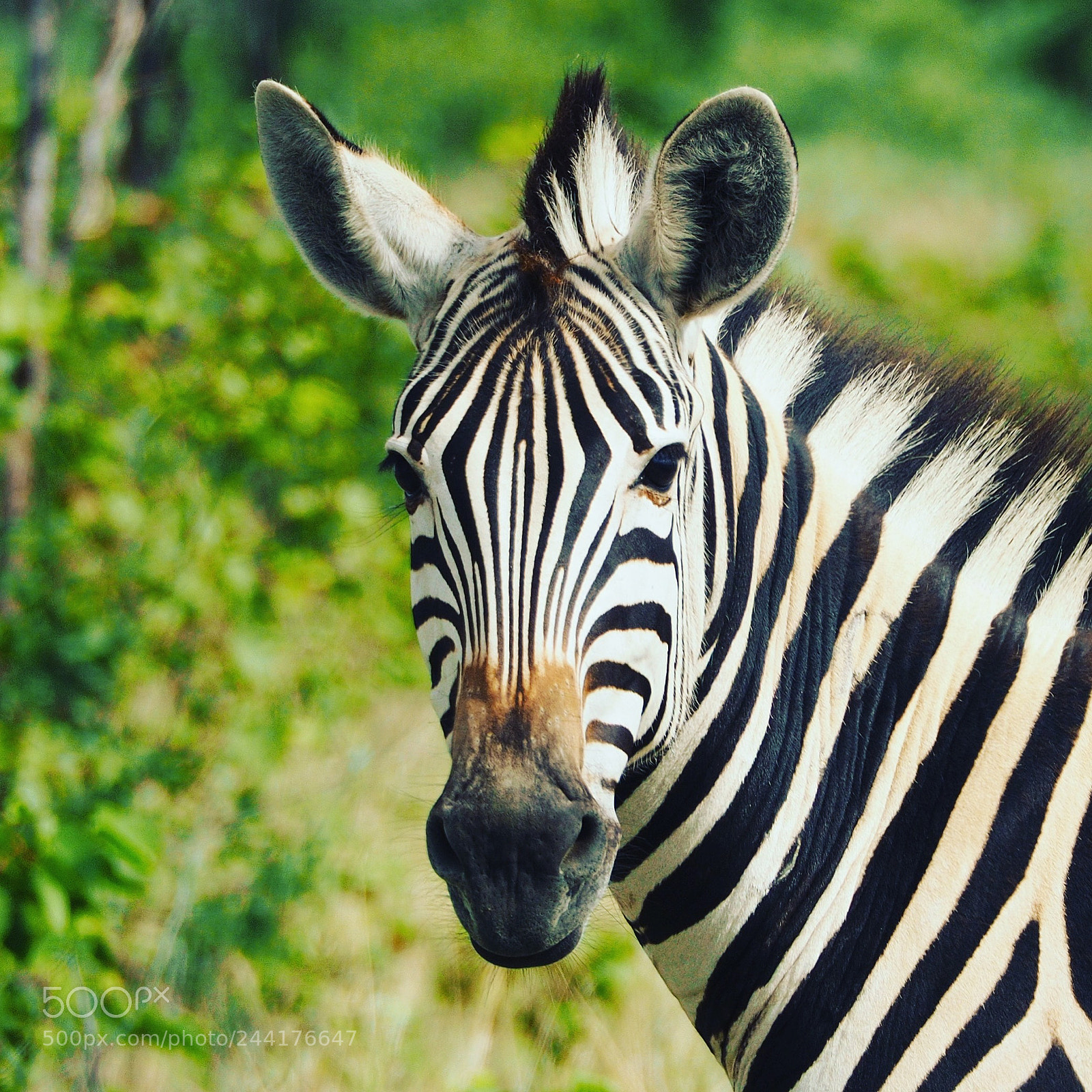 Olympus OM-D E-M10 sample photo. Namibian wildlife photography