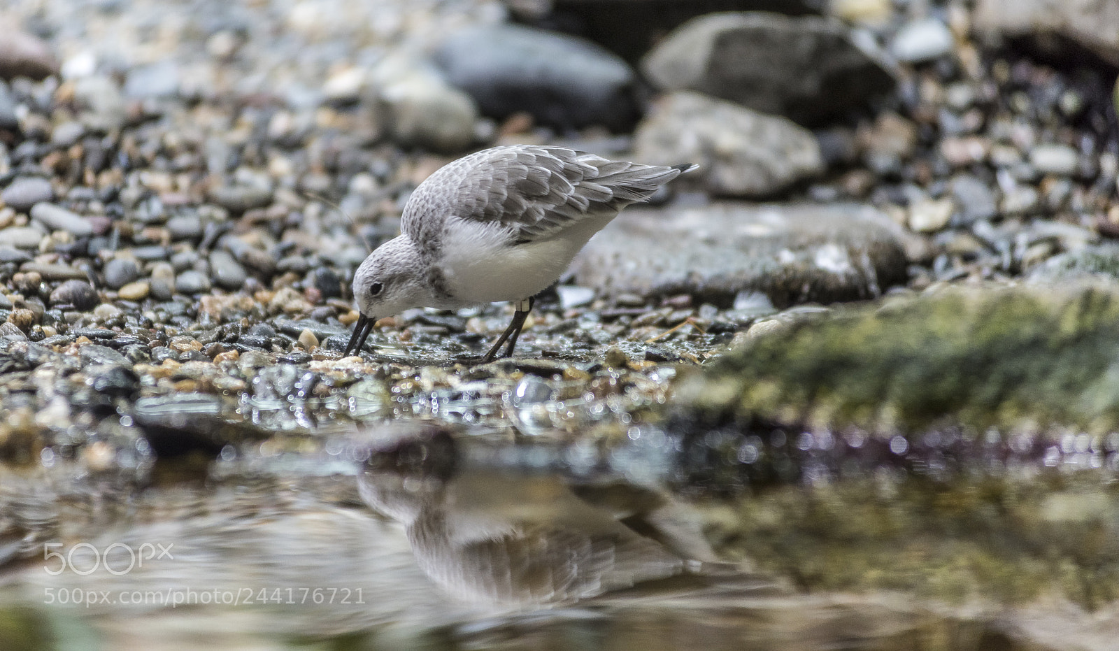Nikon D810 sample photo. Sandpiper photography