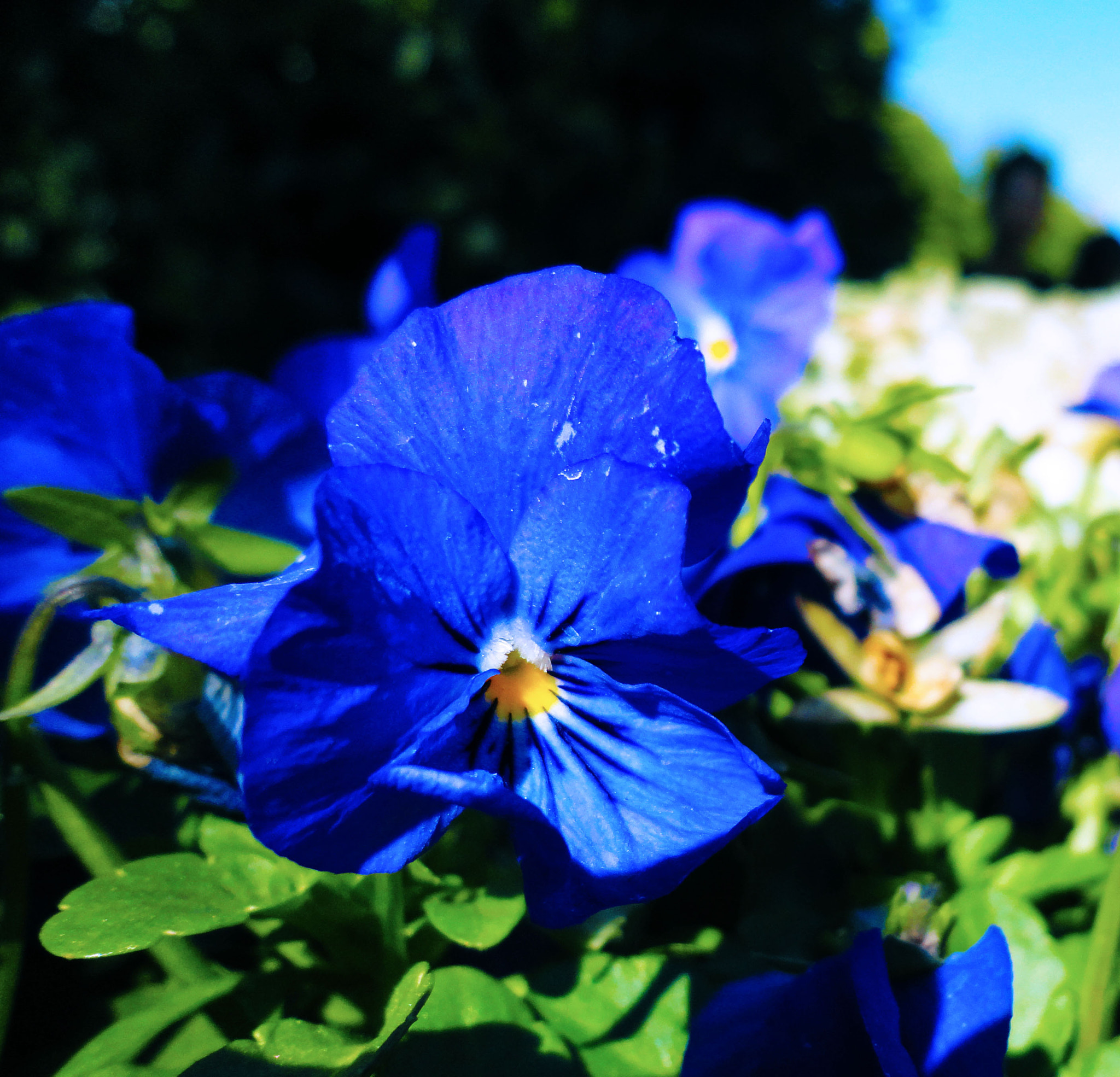 Sony DSC-W580 sample photo. Botanical garden flower photography