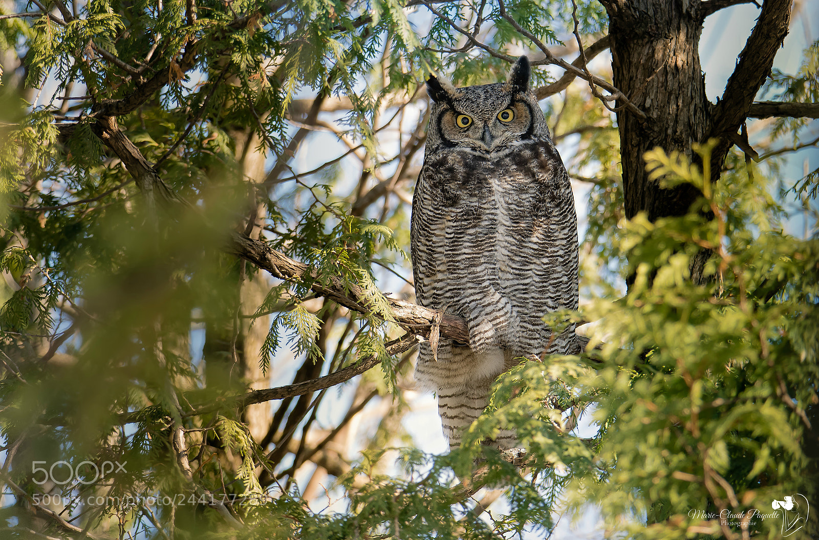 Nikon D500 sample photo. Grand-duc photography