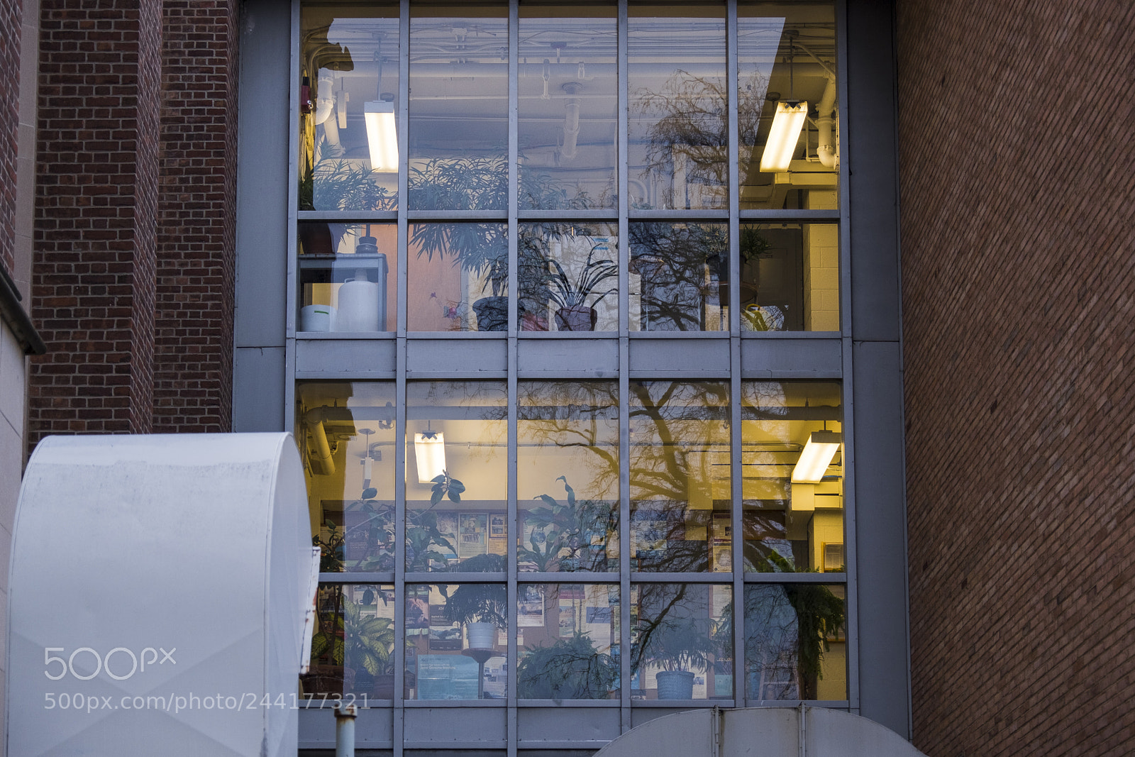 Fujifilm X-E3 sample photo. Plants in reflection photography