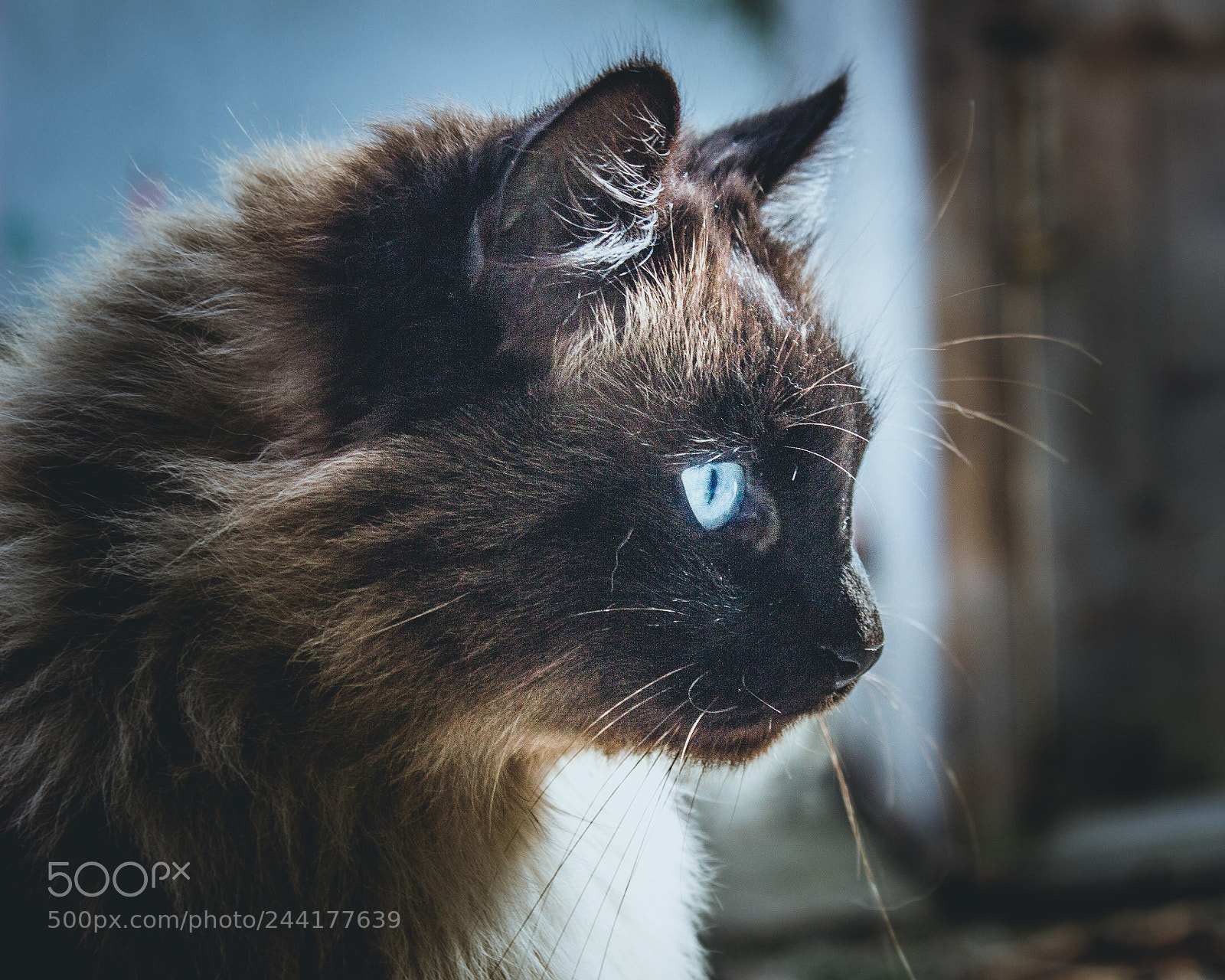 Canon EOS 100D (EOS Rebel SL1 / EOS Kiss X7) sample photo. Cat photography