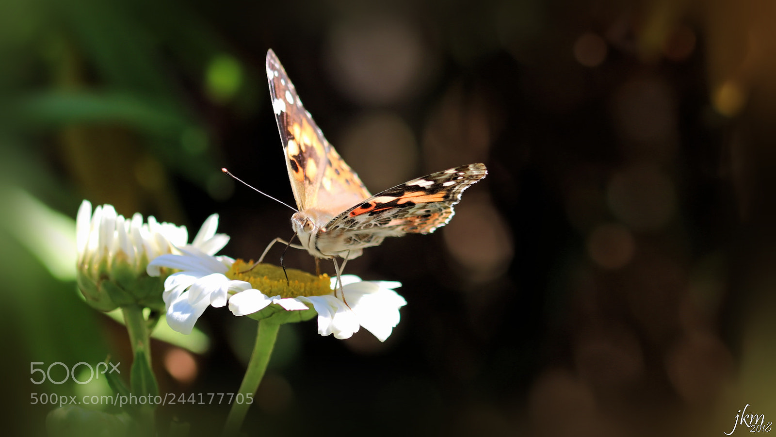 Canon EOS 750D (EOS Rebel T6i / EOS Kiss X8i) sample photo. Painted lady butterfly on photography