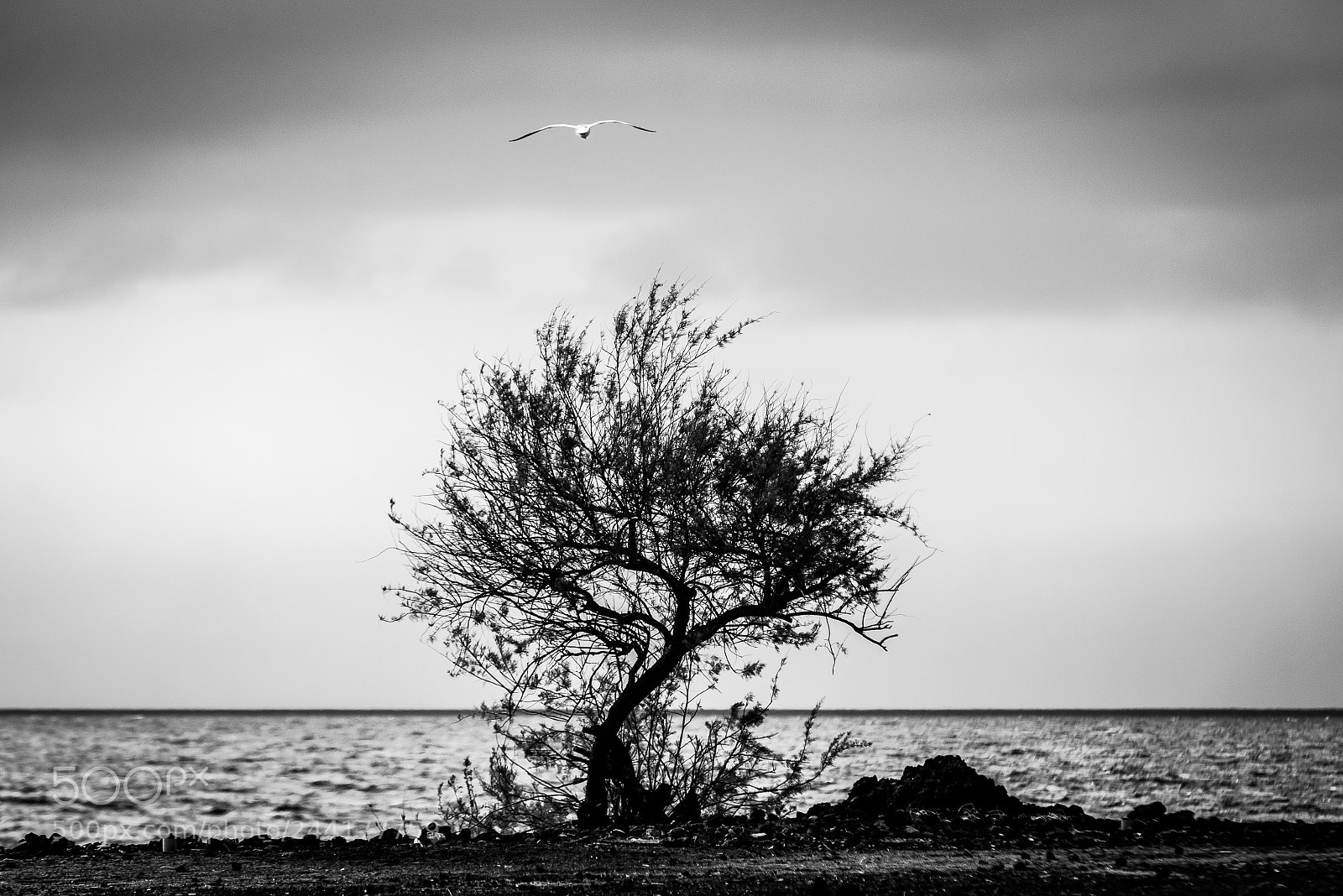 Nikon D610 sample photo. Not alone... photography