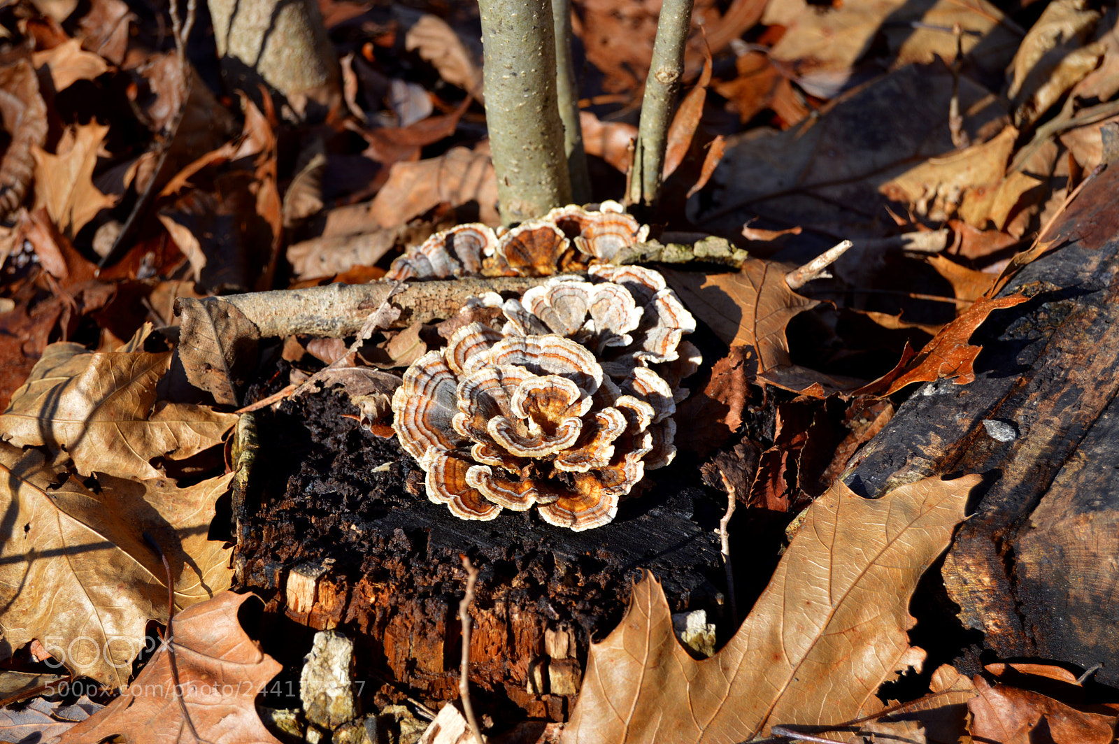 Nikon D3200 sample photo. Stump fungus photography