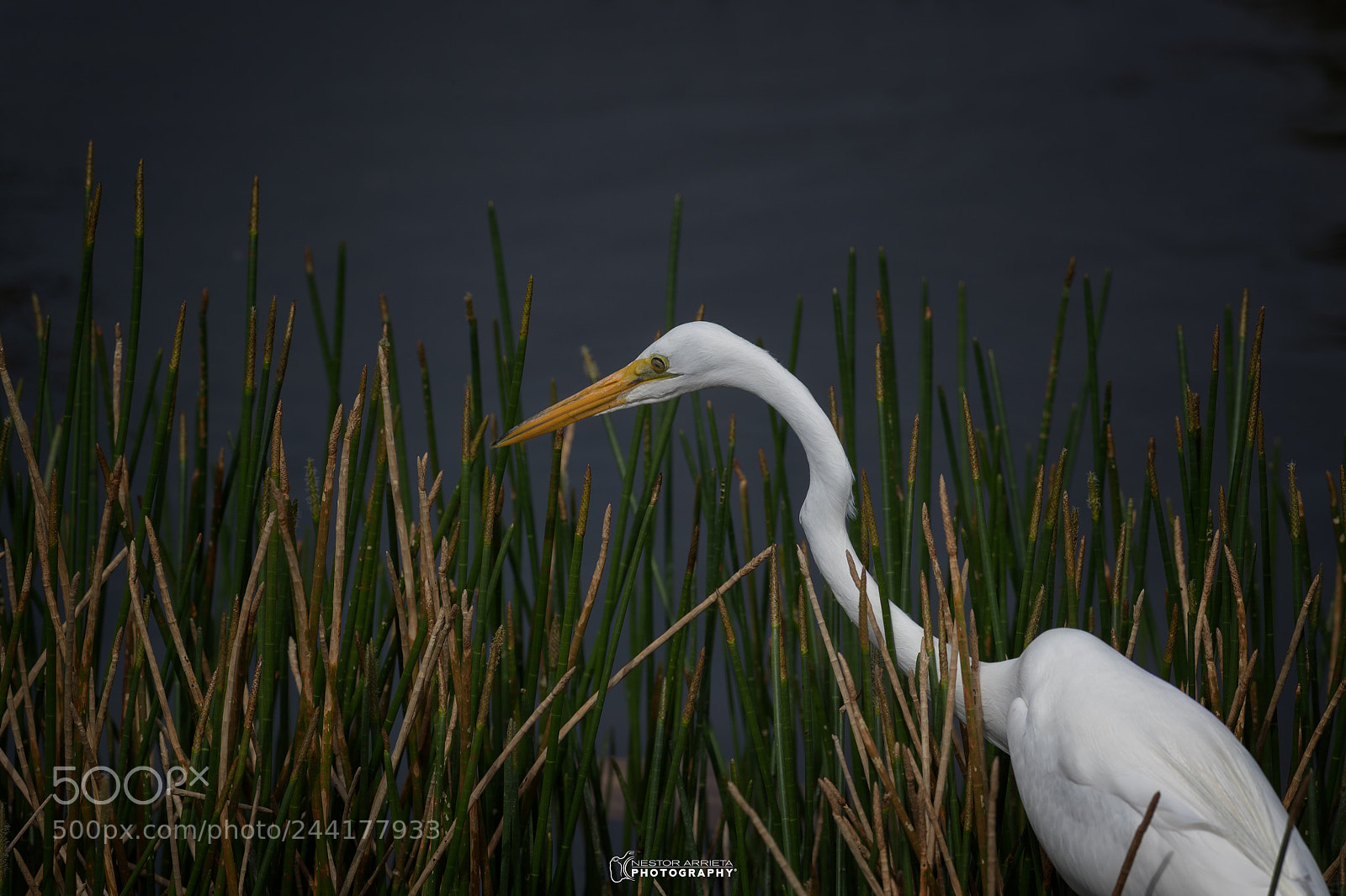 Canon EOS-1D X Mark II sample photo. Ardea alba photography