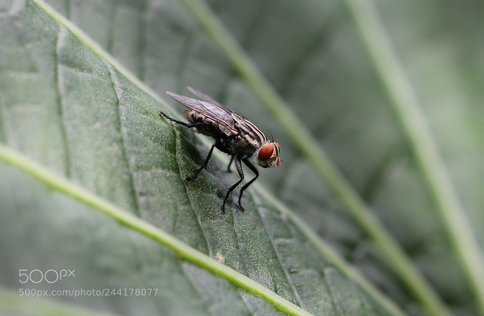 Canon EOS 60D sample photo. Img photography