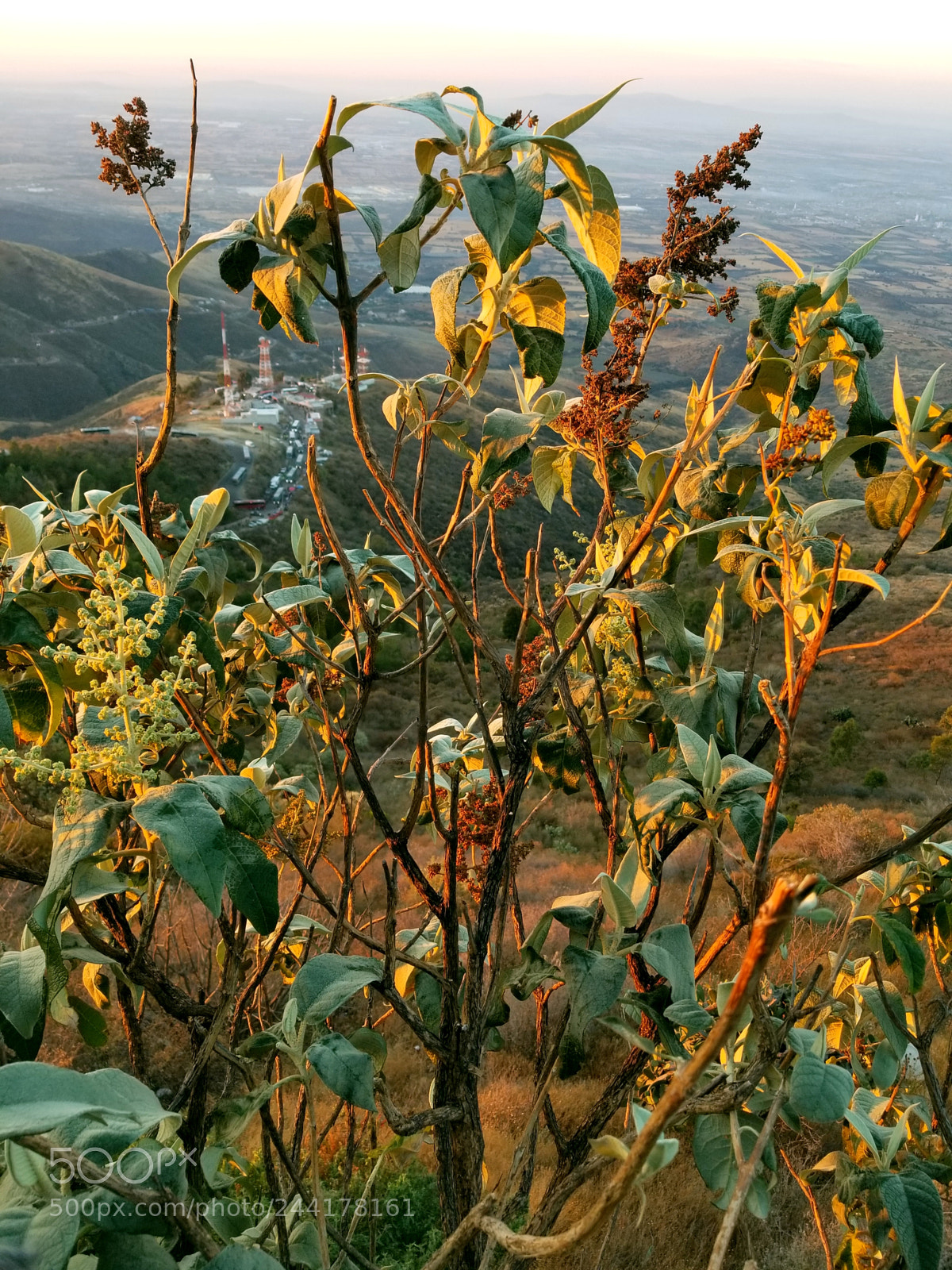 Samsung Galaxy S8+ sample photo. Untitled photography