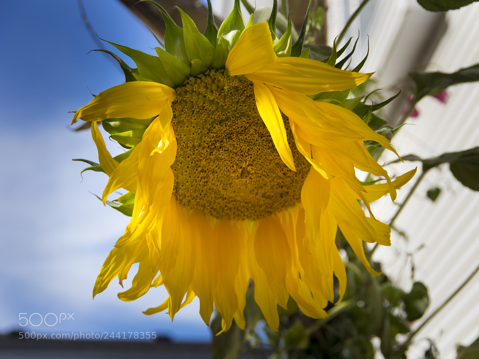 Pentax K-3 sample photo. Sunflower photography