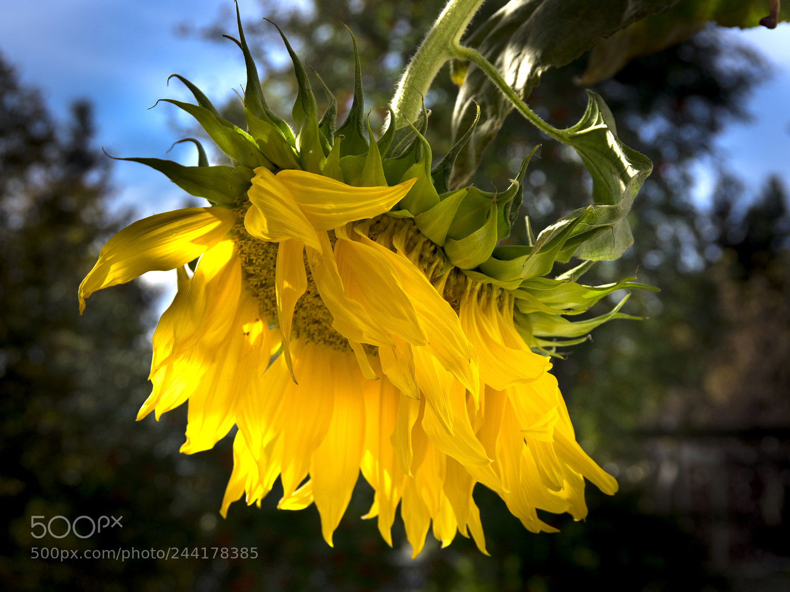 Pentax K-3 sample photo. Asunflower photography