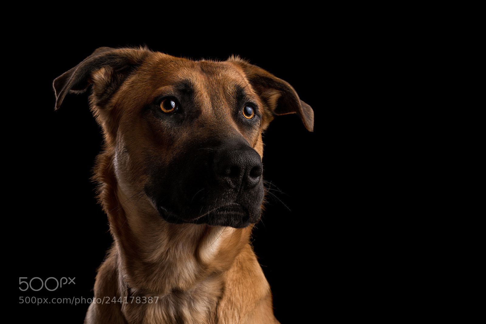 Sony a7R II sample photo. Untitled photography
