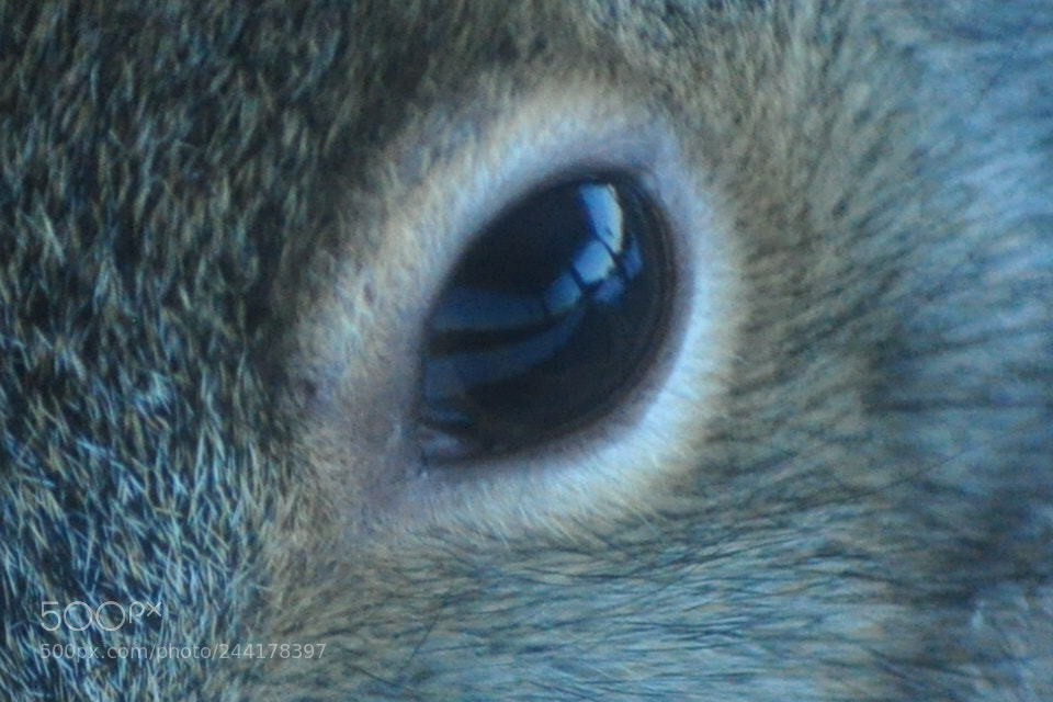 Nikon D5000 sample photo. Eye see you photography