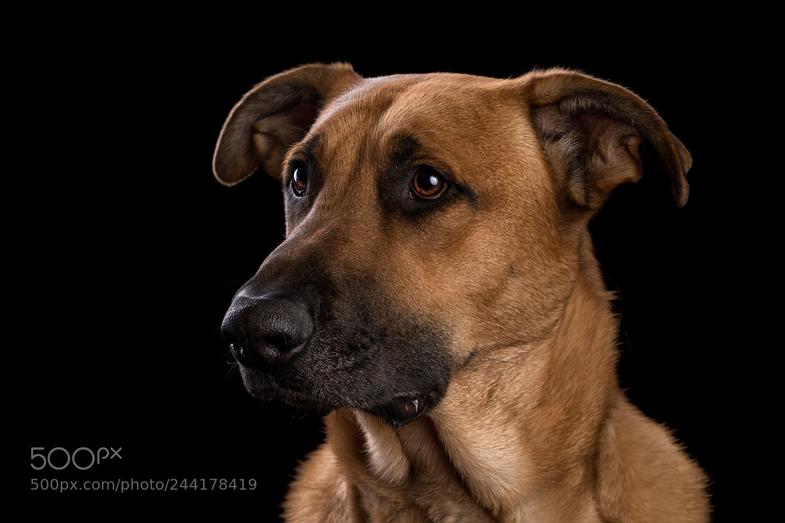 Sony a7R II sample photo. Untitled photography