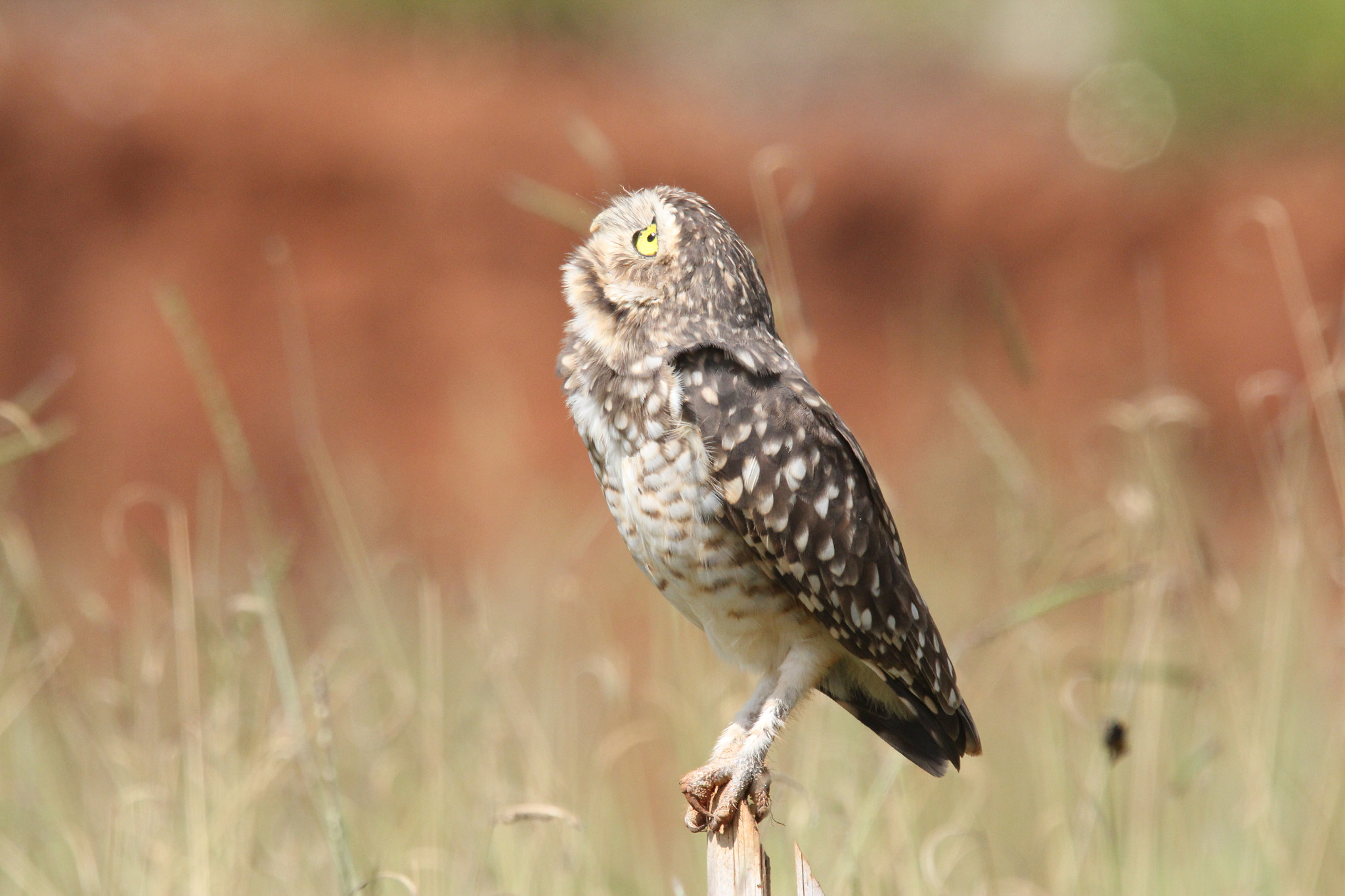 Sigma 50-500mm f/4-6.3 APO HSM EX sample photo. Img photography