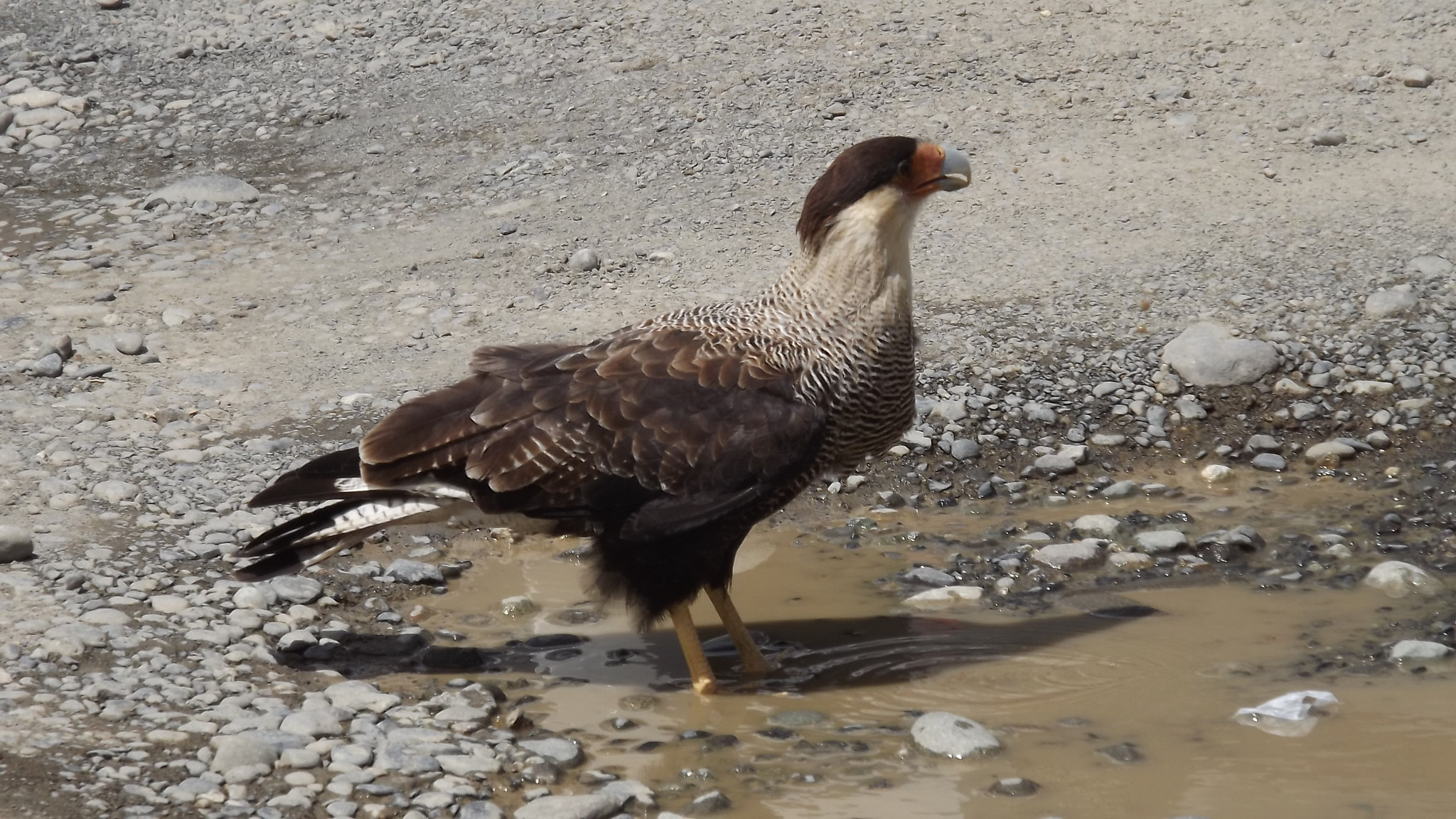 Fujifilm FinePix S3300 sample photo. Ice bird photography