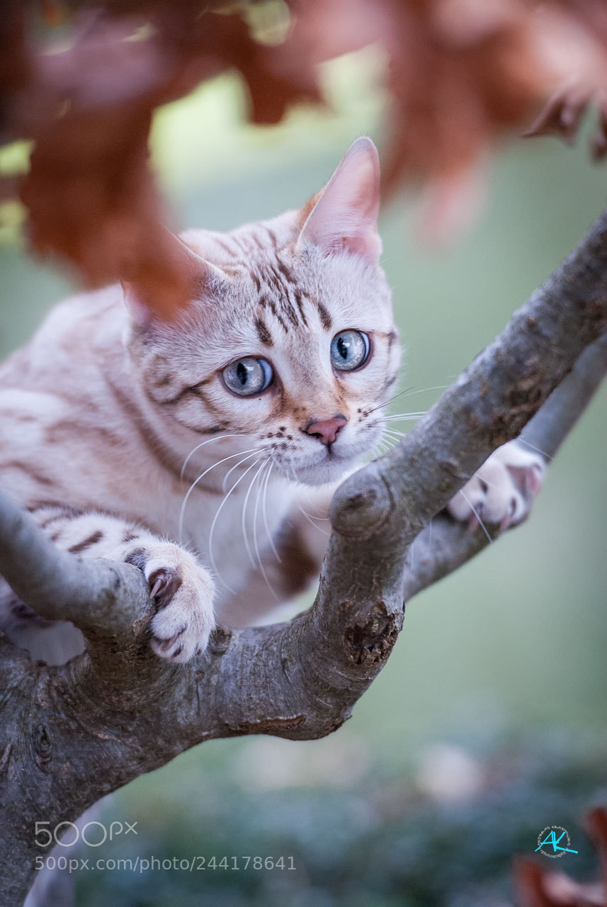 Nikon D200 sample photo. Lucy - white bengal photography