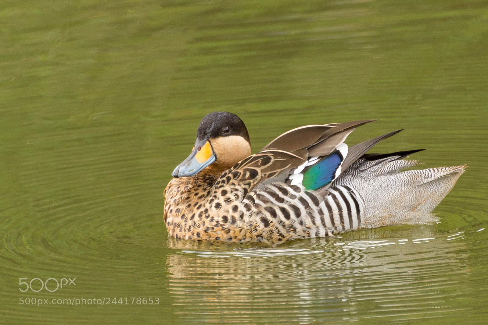 Nikon D7200 sample photo. Silver teal marreca cricri photography