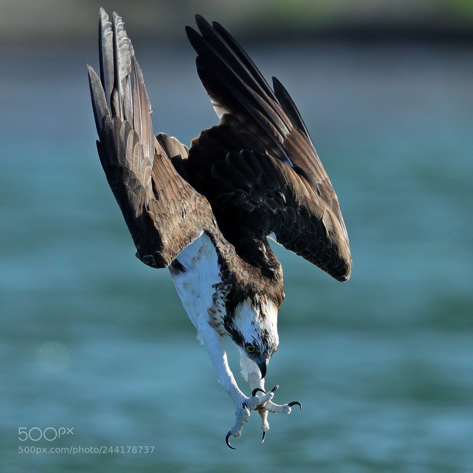 Canon EOS-1D X Mark II sample photo. Osprey photography