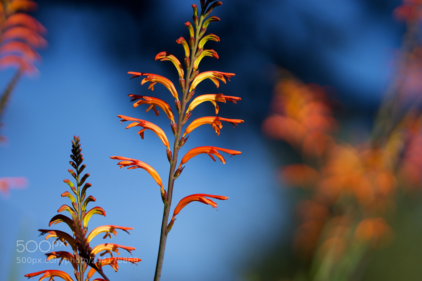 Sony a7 sample photo. Flower power photography