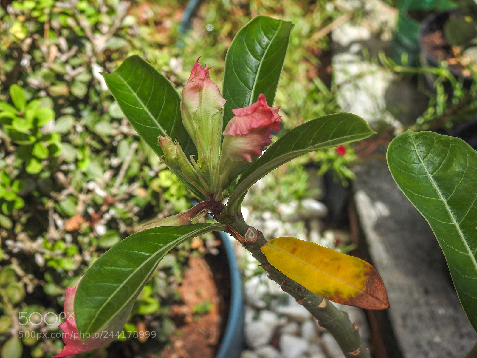 Nikon Coolpix P900 sample photo. Rosa do deserto photography