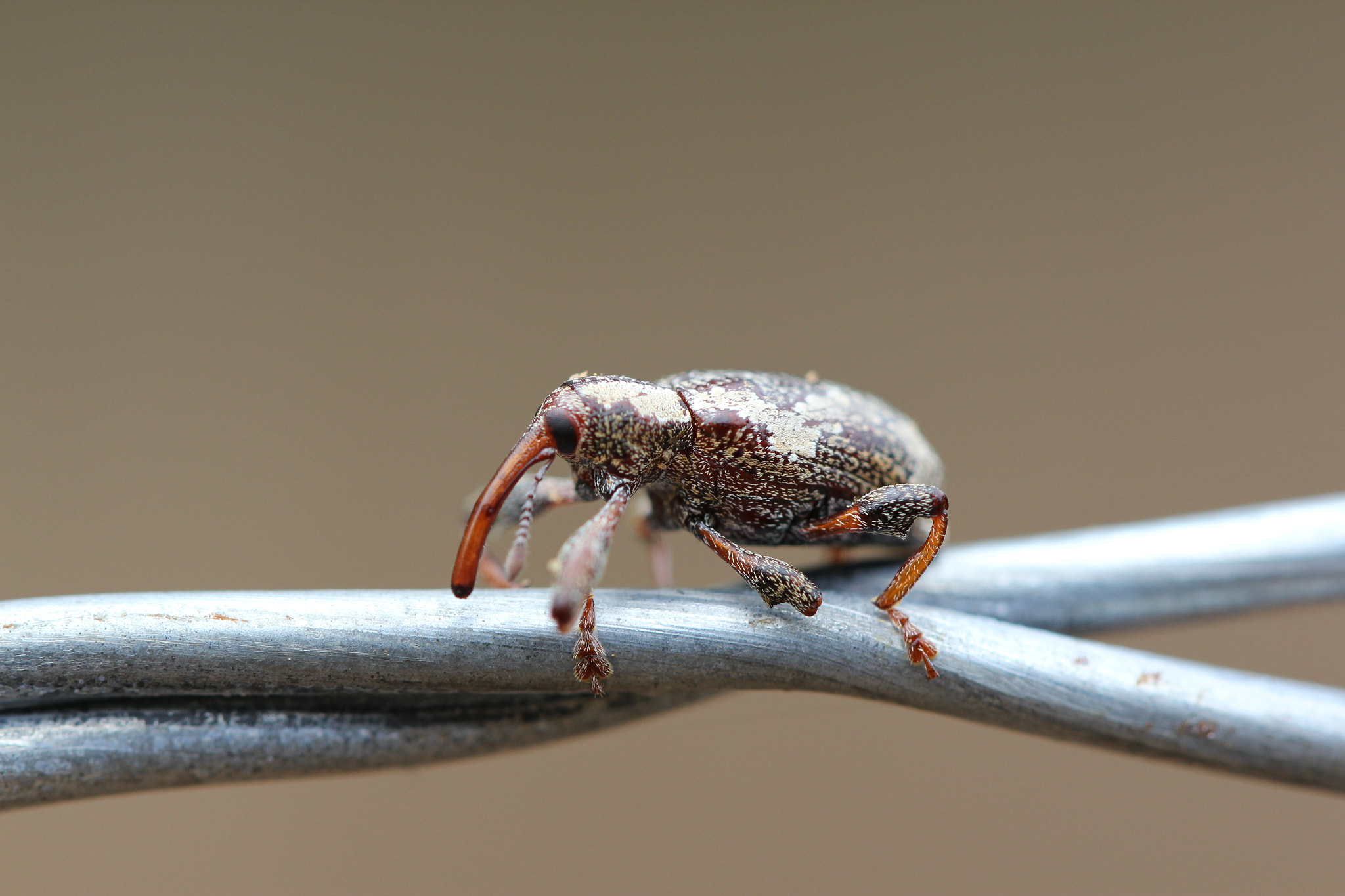 Canon EF 100mm F2.8L Macro IS USM sample photo. Img photography