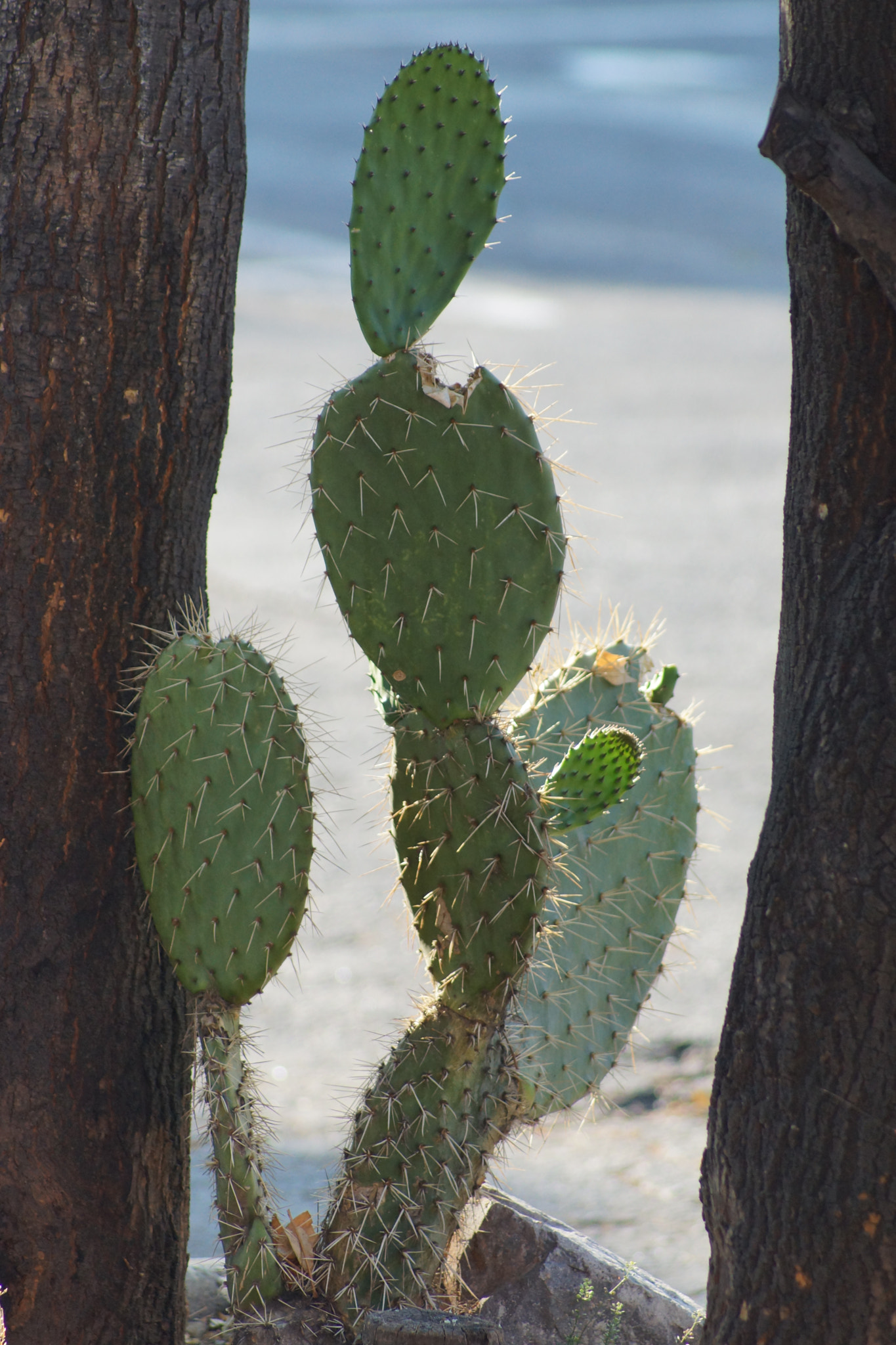 Sony 75-300mm F4.5-5.6 sample photo. Dsc photography