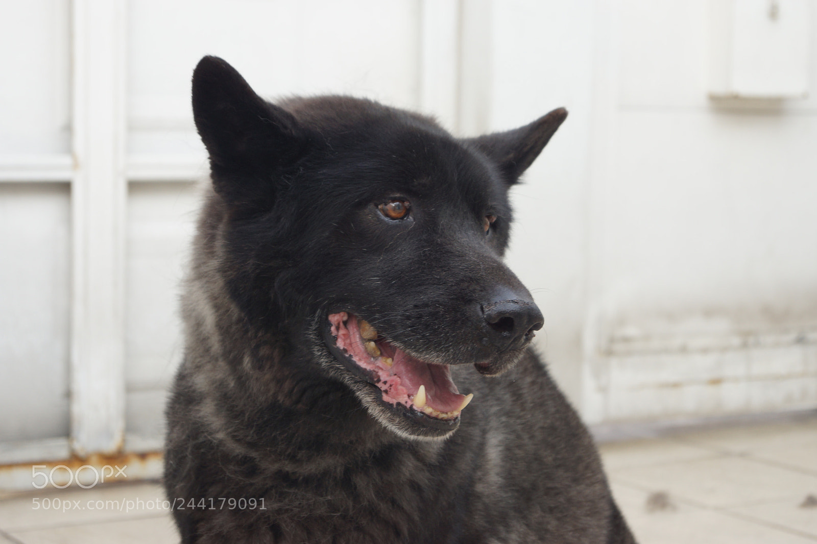 Sony SLT-A65 (SLT-A65V) sample photo. Dsc photography