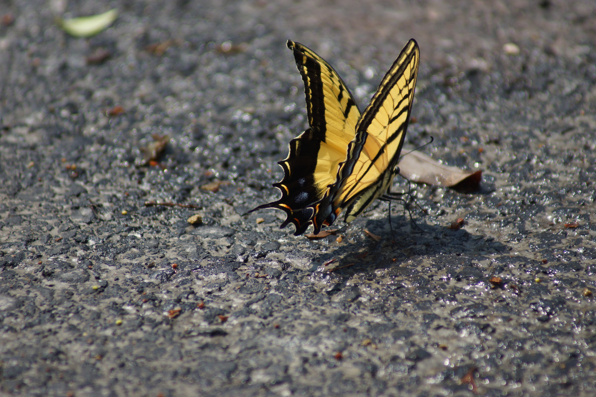 Sony 75-300mm F4.5-5.6 sample photo. Dsc photography
