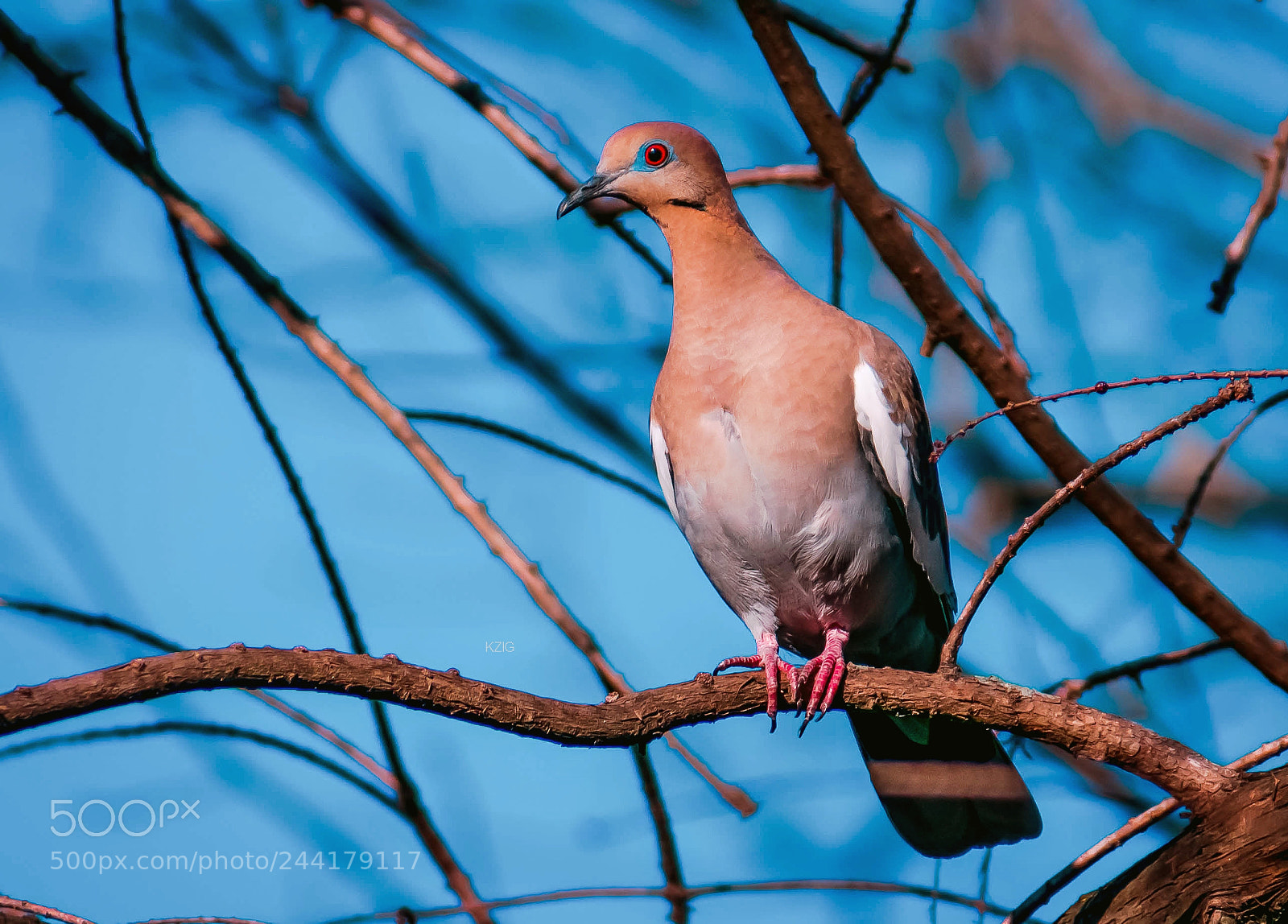 Nikon D3400 sample photo. Dove photography