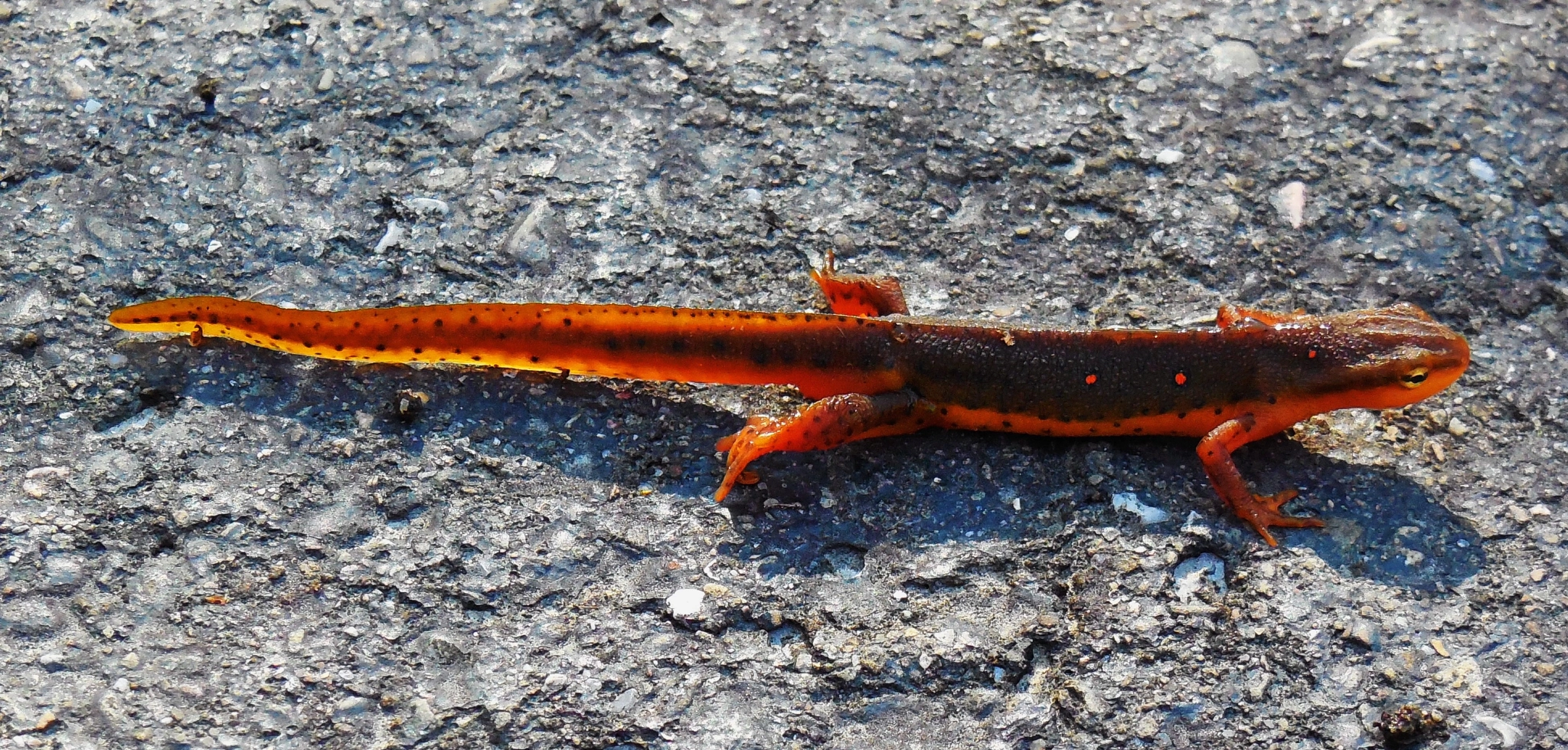 Nikon Coolpix S6500 sample photo. Orange-spotted newt photography