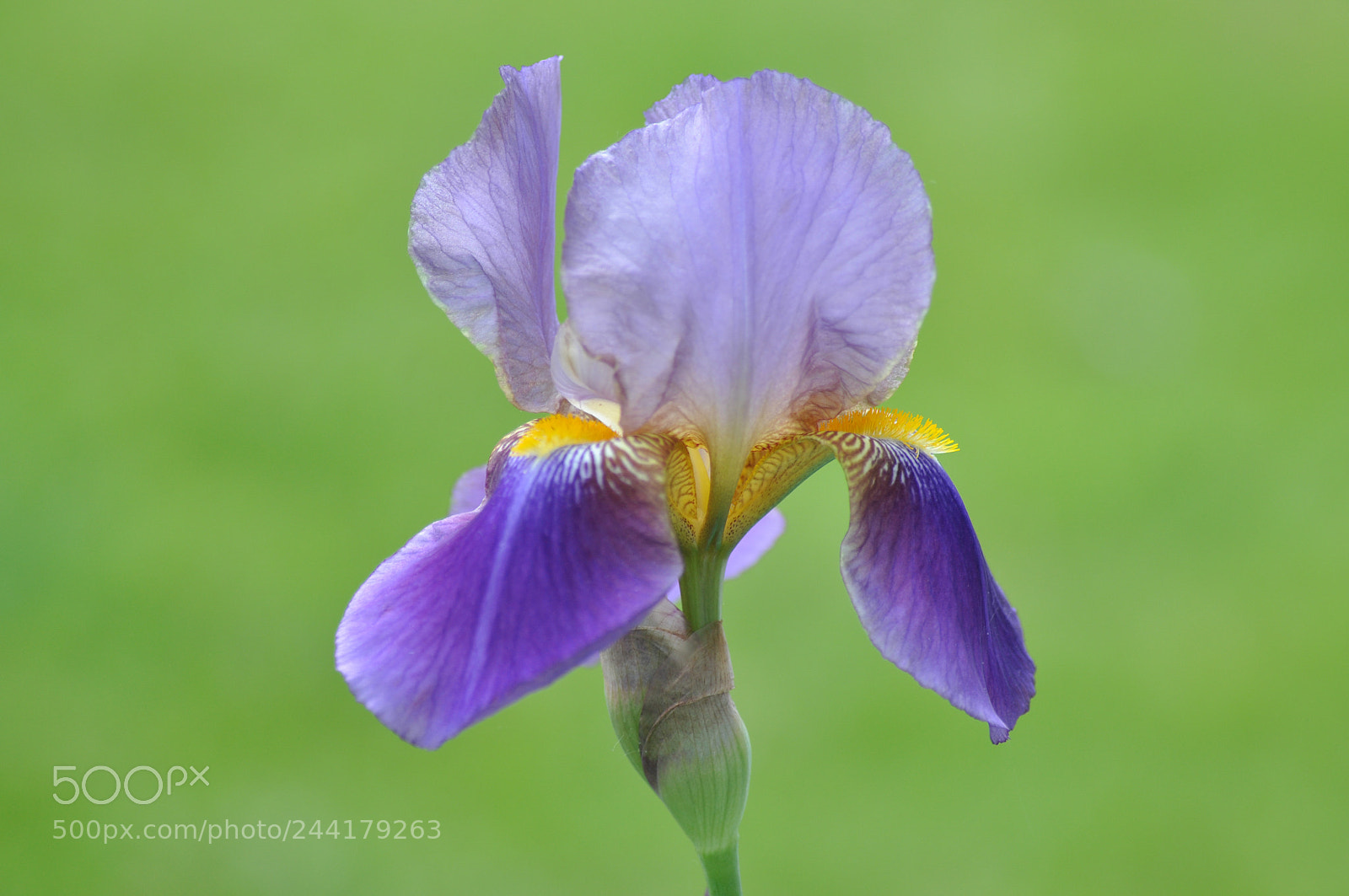 Nikon D90 sample photo. Lone iris photography