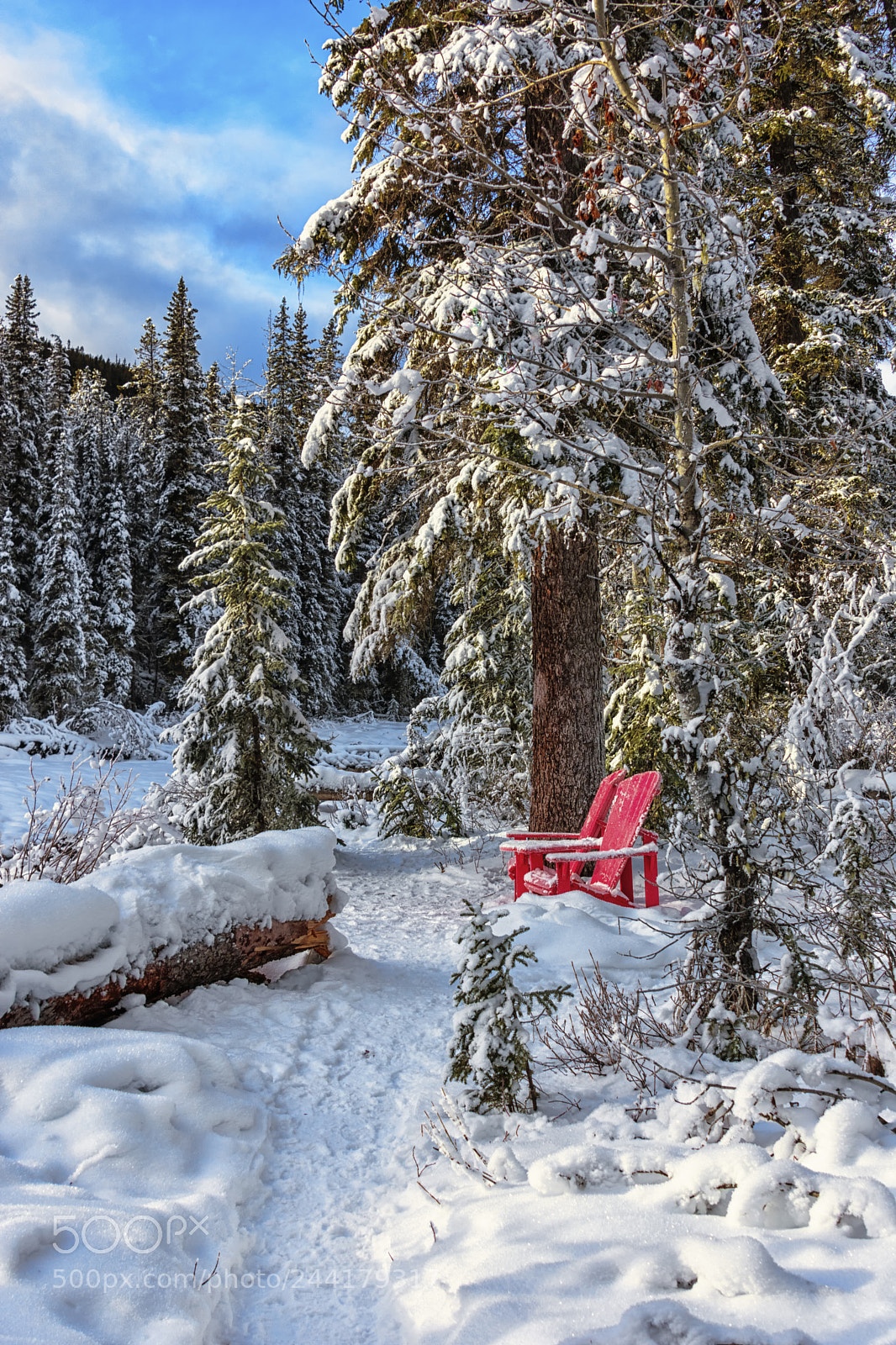 Nikon D3400 sample photo. Winter resting place photography