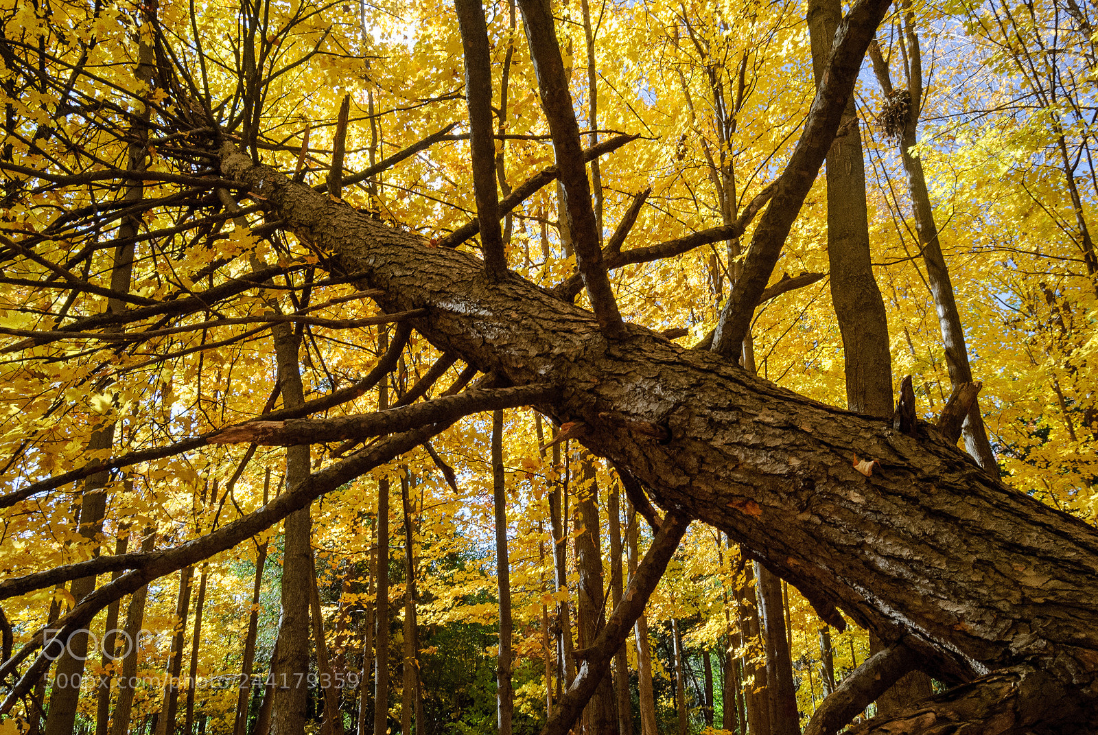Nikon D3000 sample photo. Autumn photography