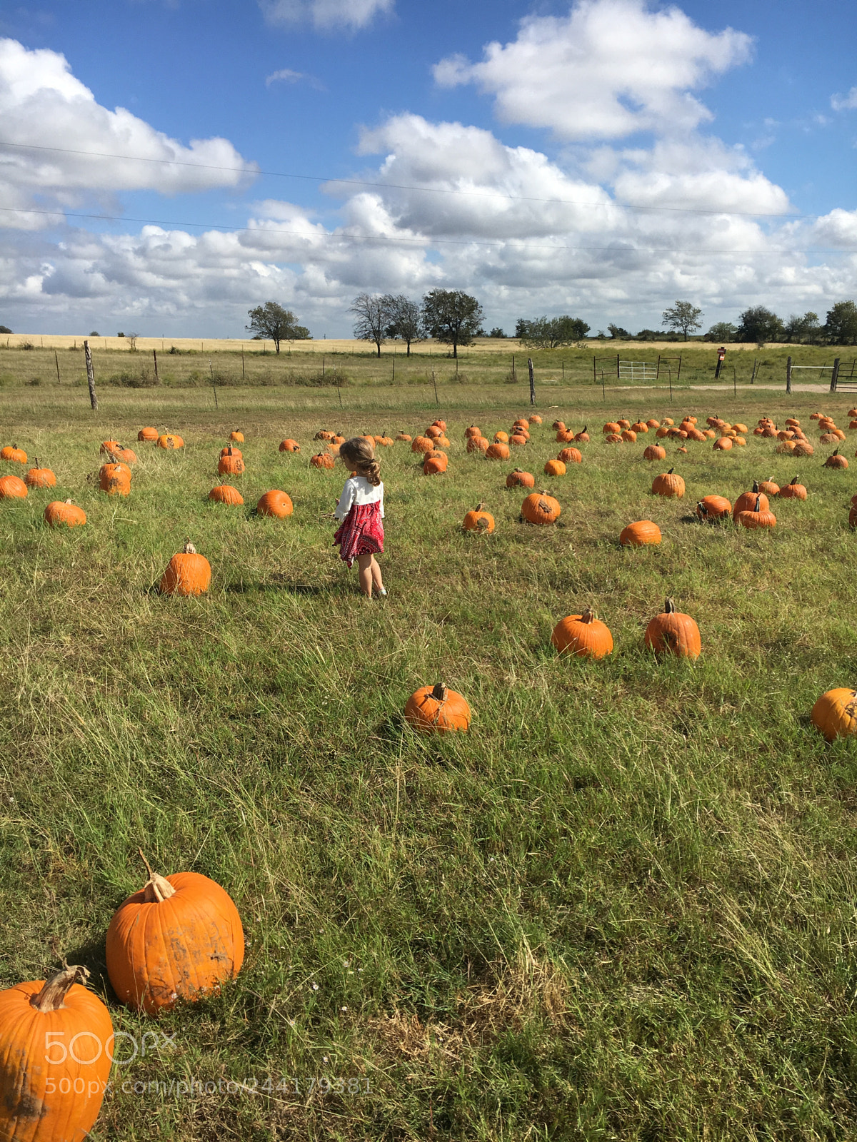 Apple iPhone 6s sample photo. Pumpkin patch photography