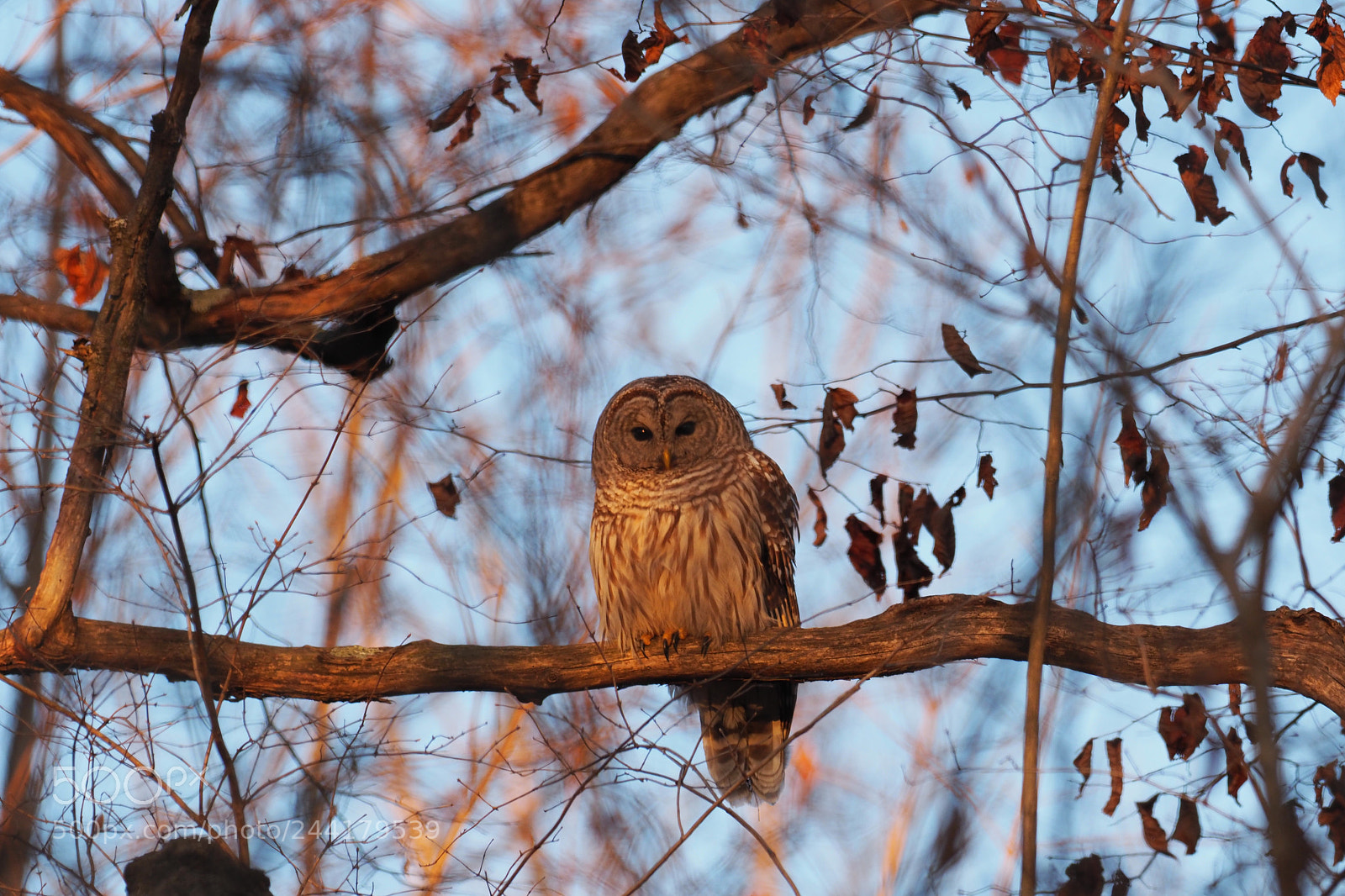 Olympus OM-D E-M1 Mark II sample photo. Barred owl photography