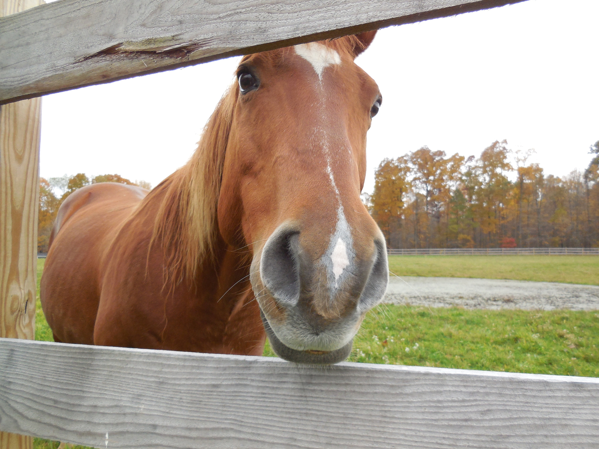 Nikon Coolpix S6500 sample photo. A horse, of course photography