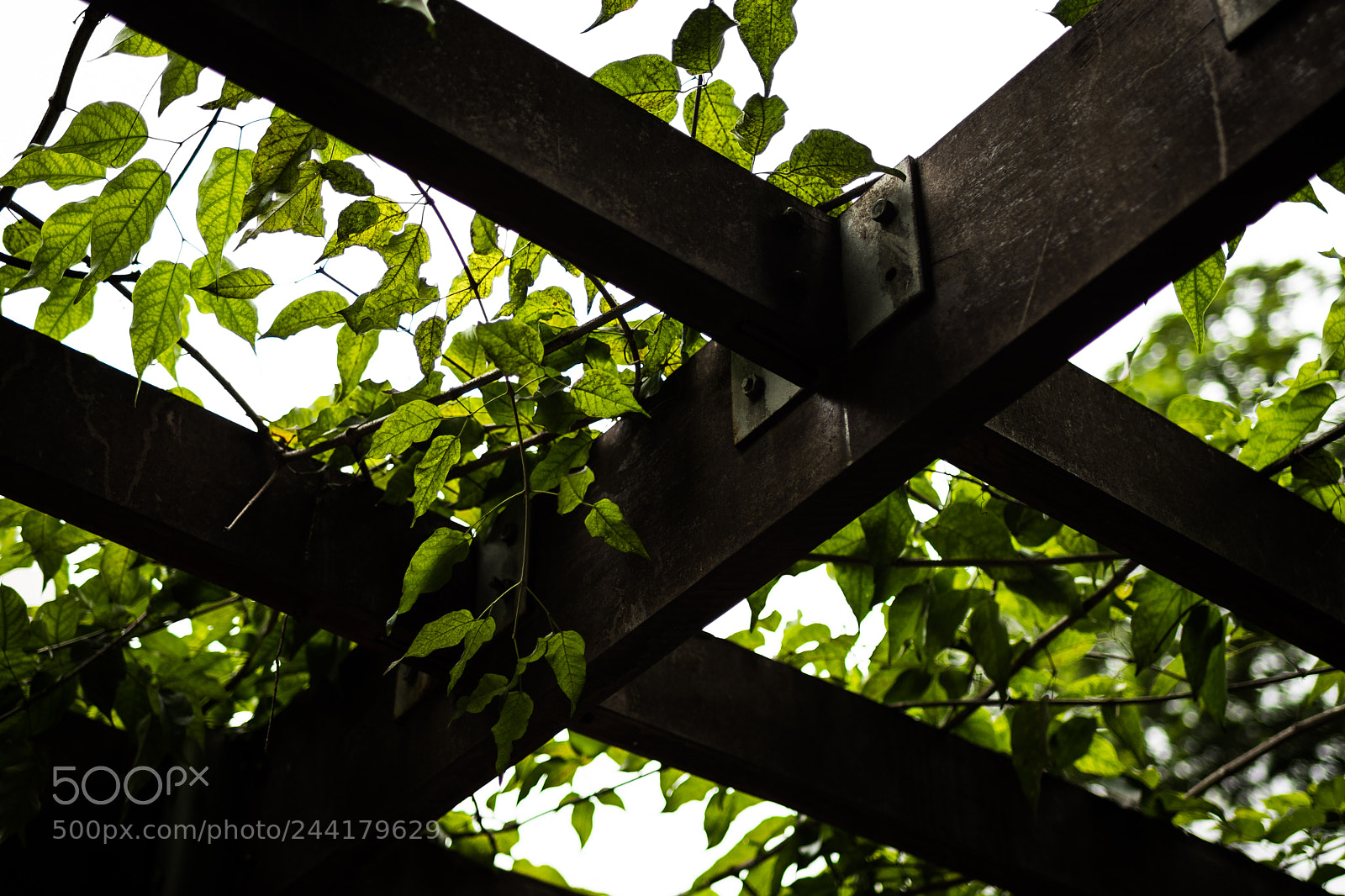 Nikon D7200 sample photo. Textures photography