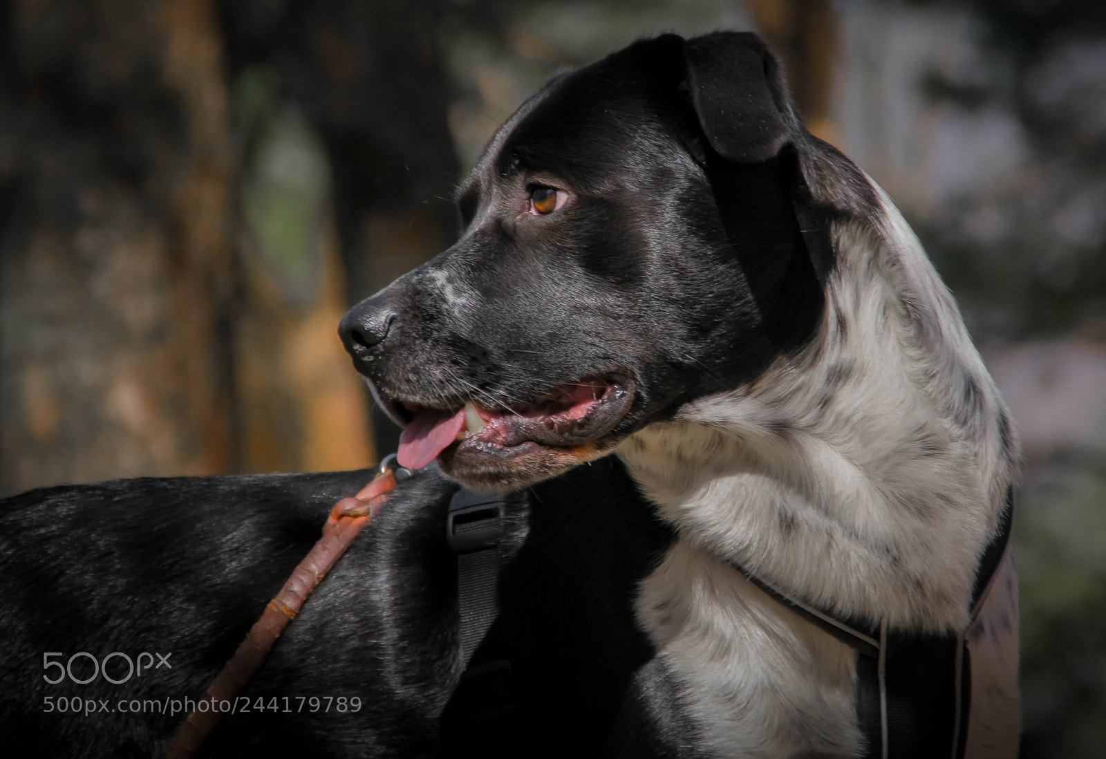 Nikon D3100 sample photo. Hugo photography