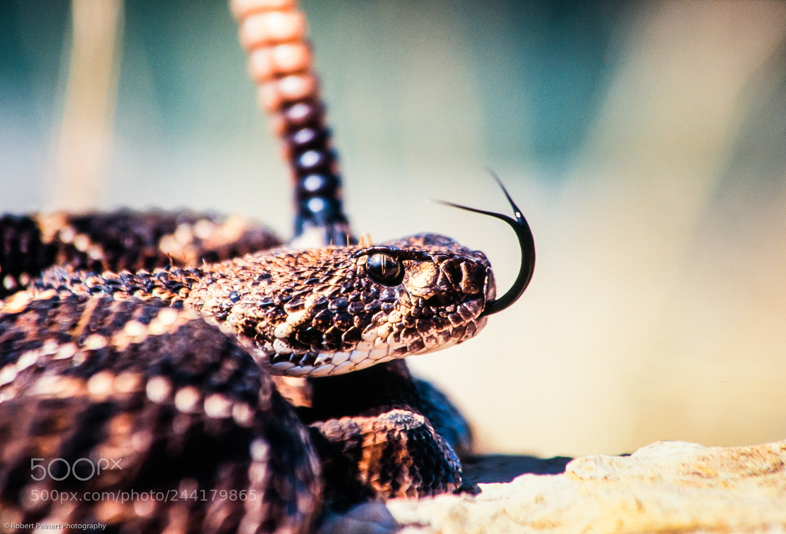 Nikon D300 sample photo. Snake photography