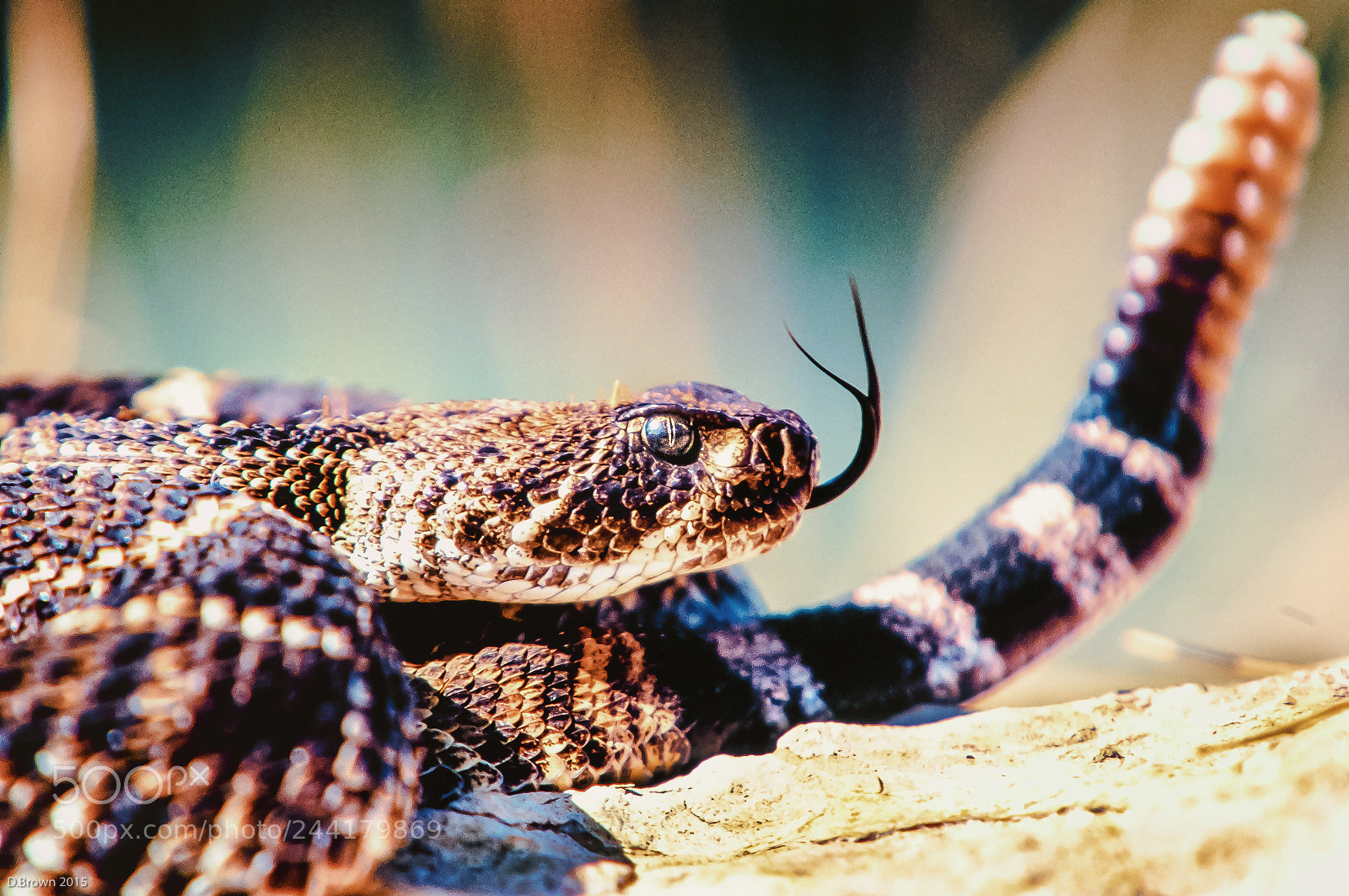 Nikon D300 sample photo. Snake photography