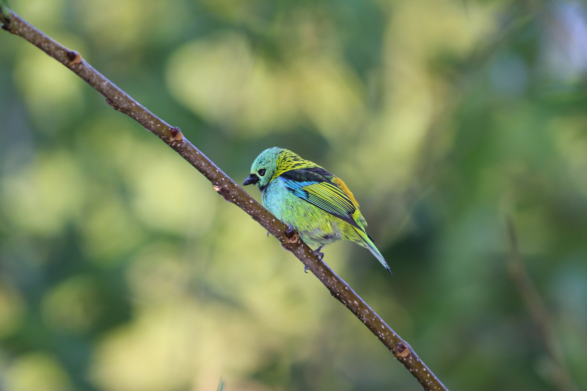 Canon EOS 60D + Canon EF 300mm F4L IS USM sample photo. Img photography