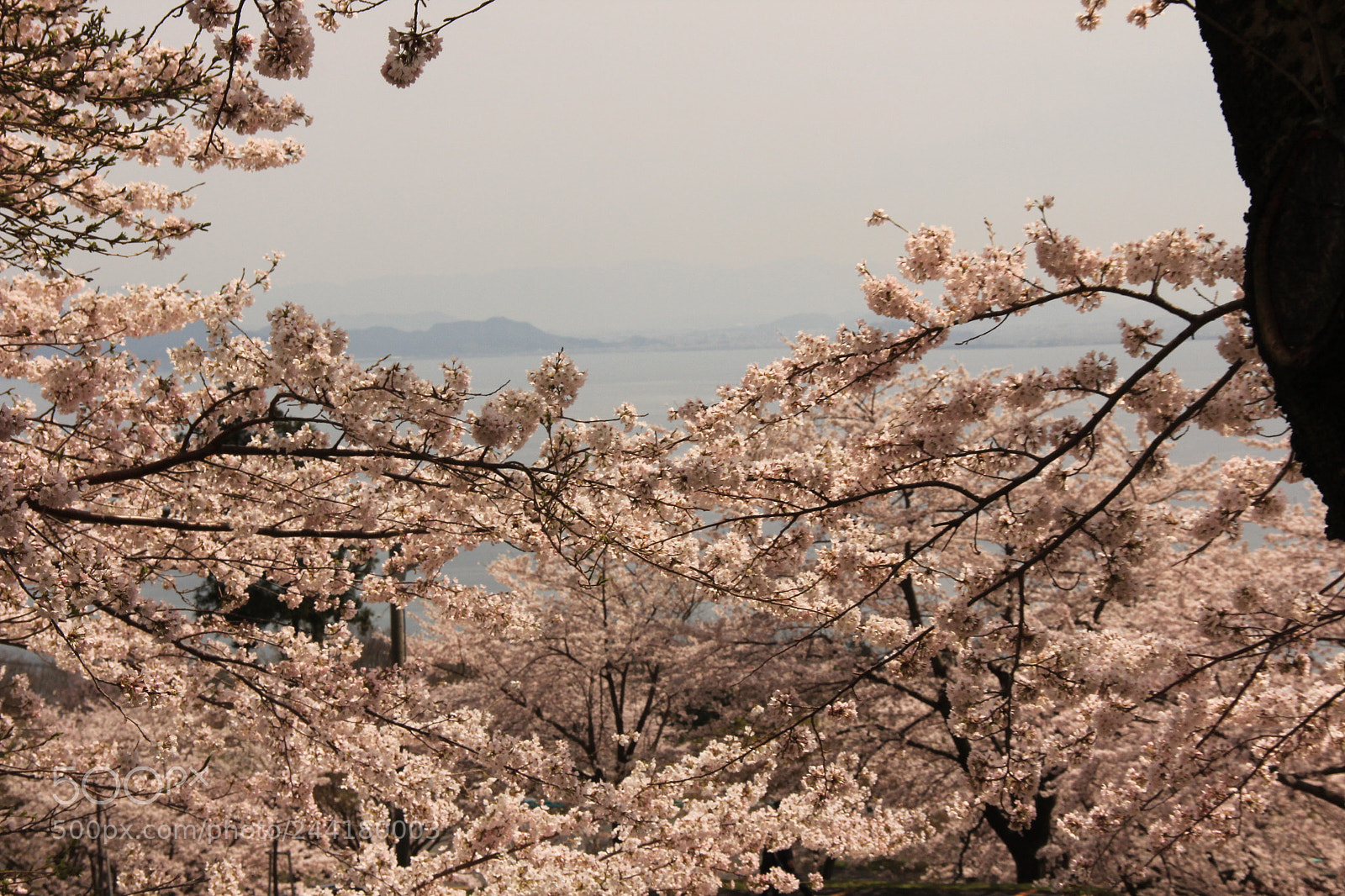 Canon EF-S 18-135mm F3.5-5.6 IS sample photo. Cherry blossoms photography