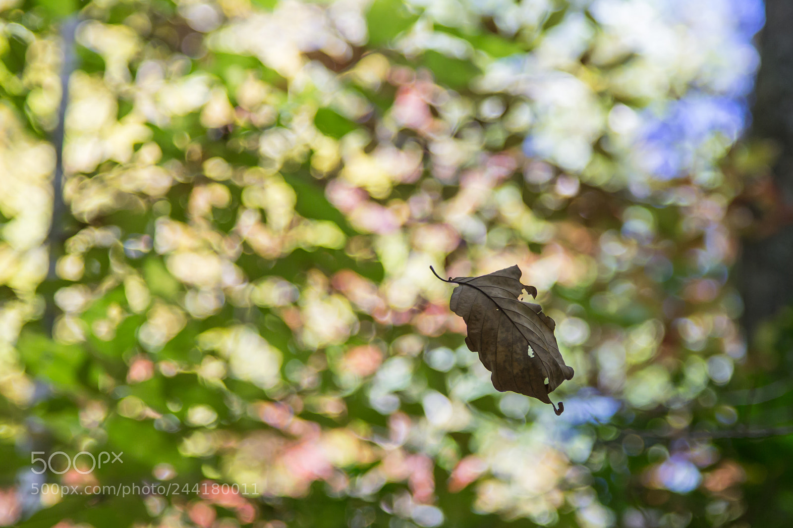 Canon EOS 60D sample photo. Suspended photography