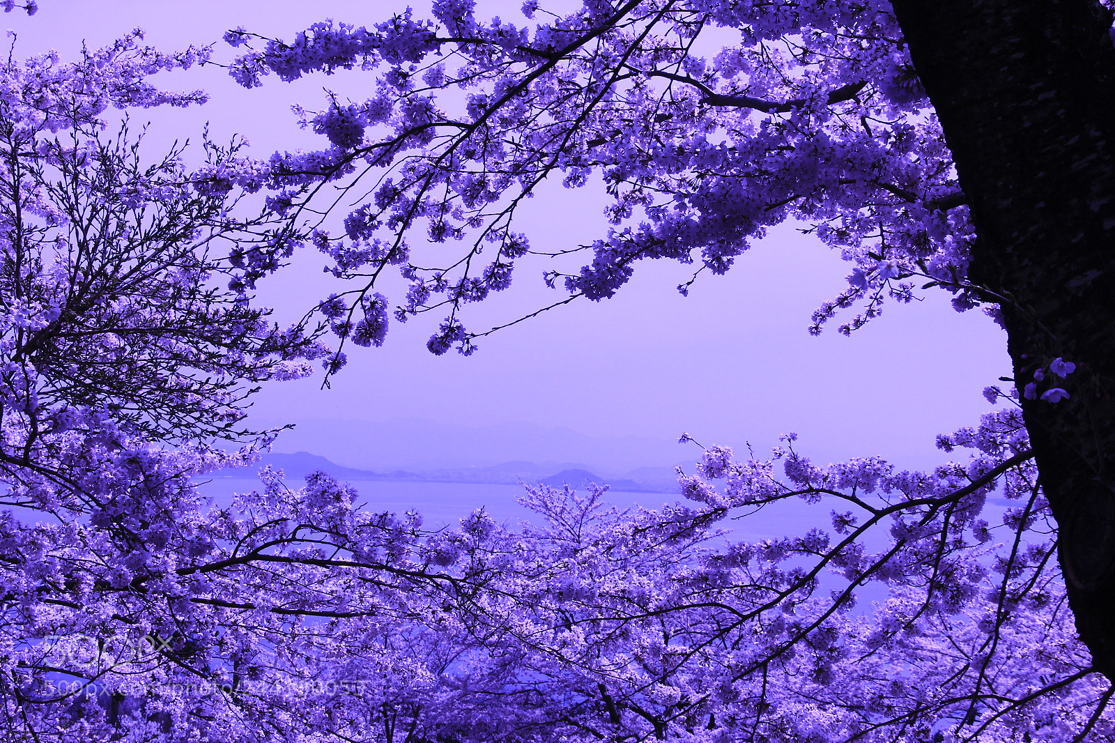 Canon EF-S 18-135mm F3.5-5.6 IS sample photo. I photography