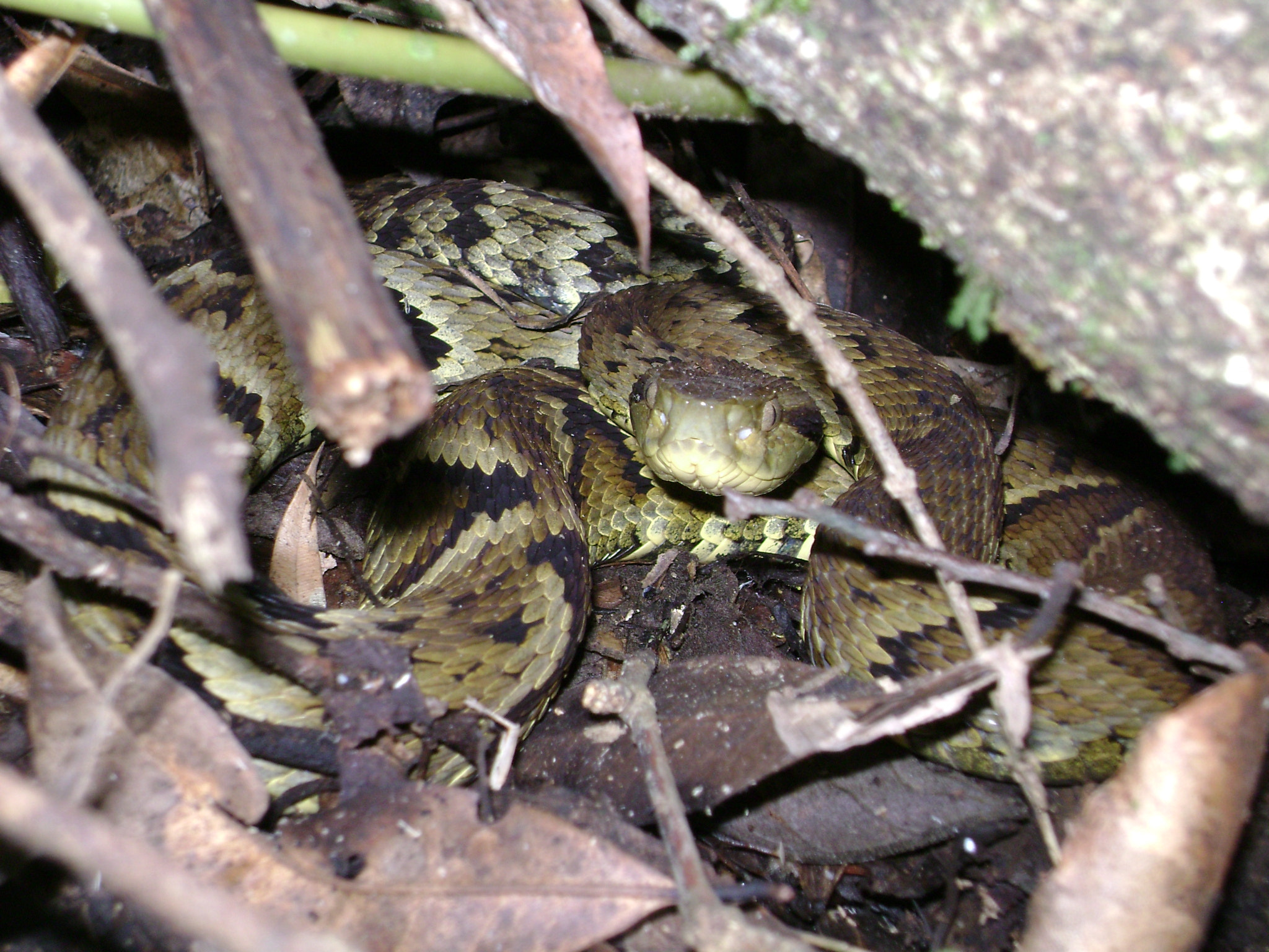 Sony DSC-S650 sample photo. Jararaca (bothrops jararaca) photography