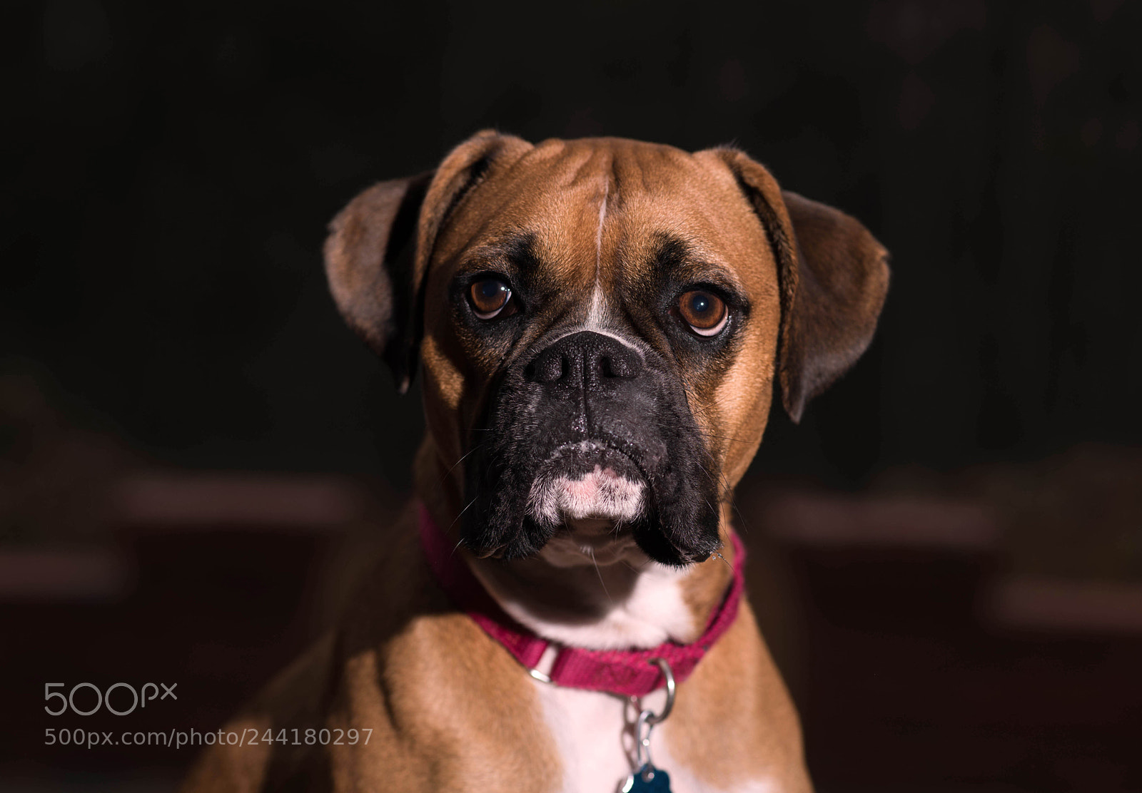 Nikon D810 sample photo. Untitled photography